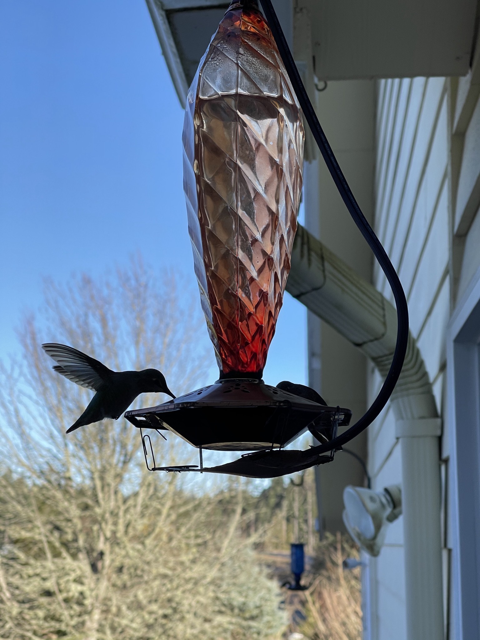 Hummingbirds