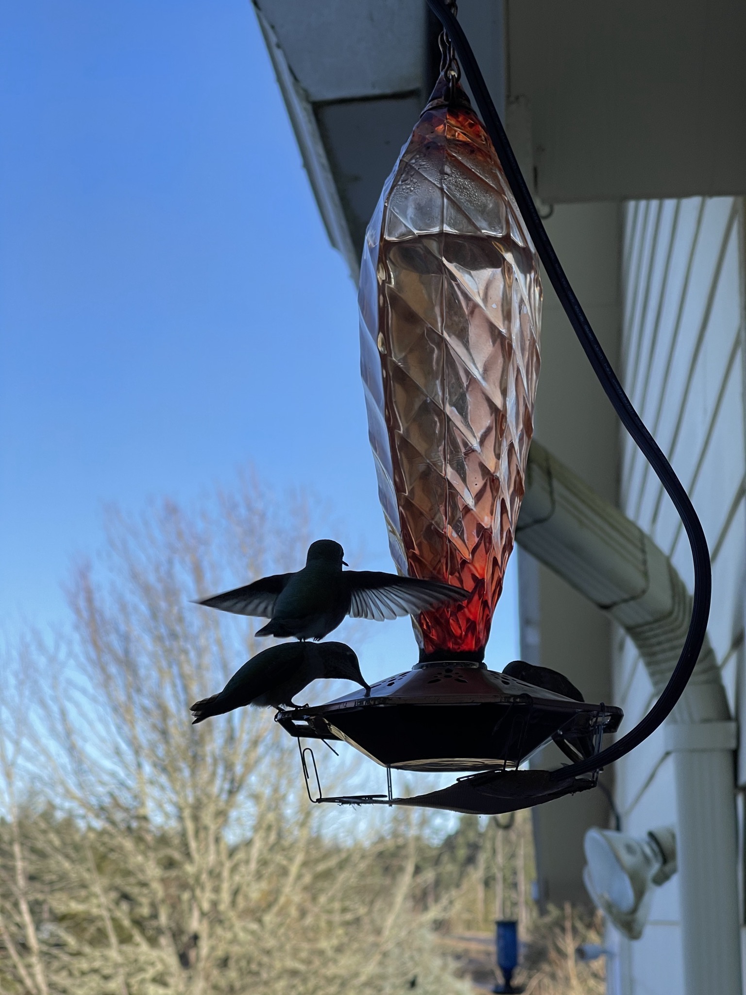 Hummingbirds