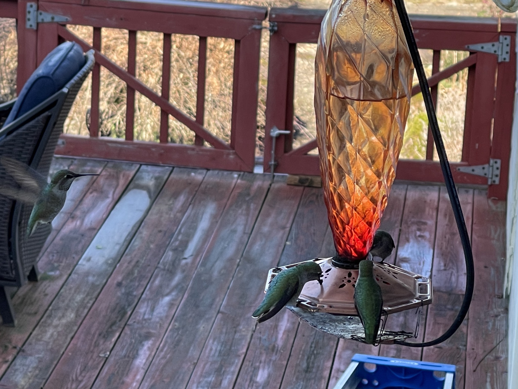 Hummingbirds