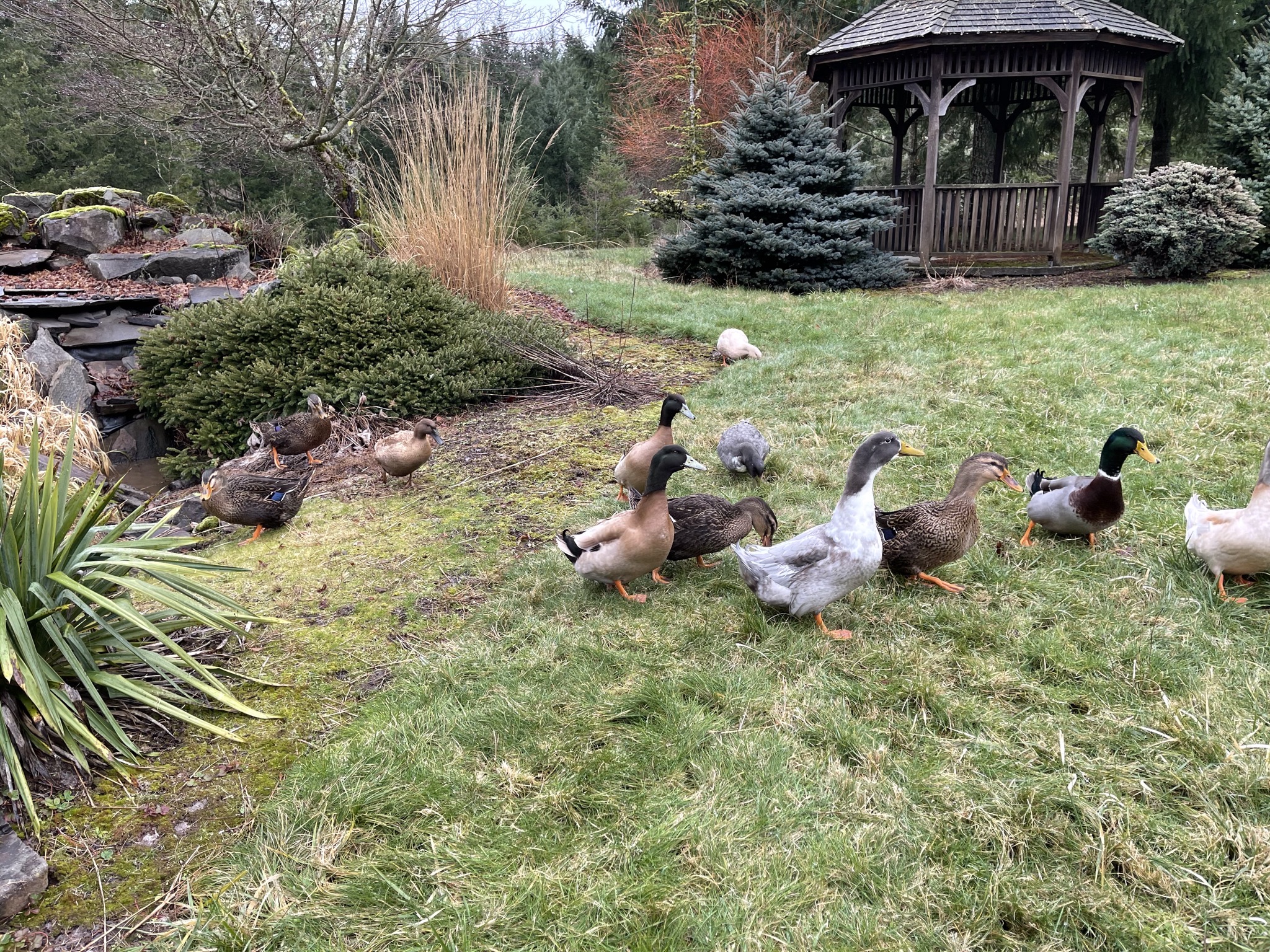Ducks
