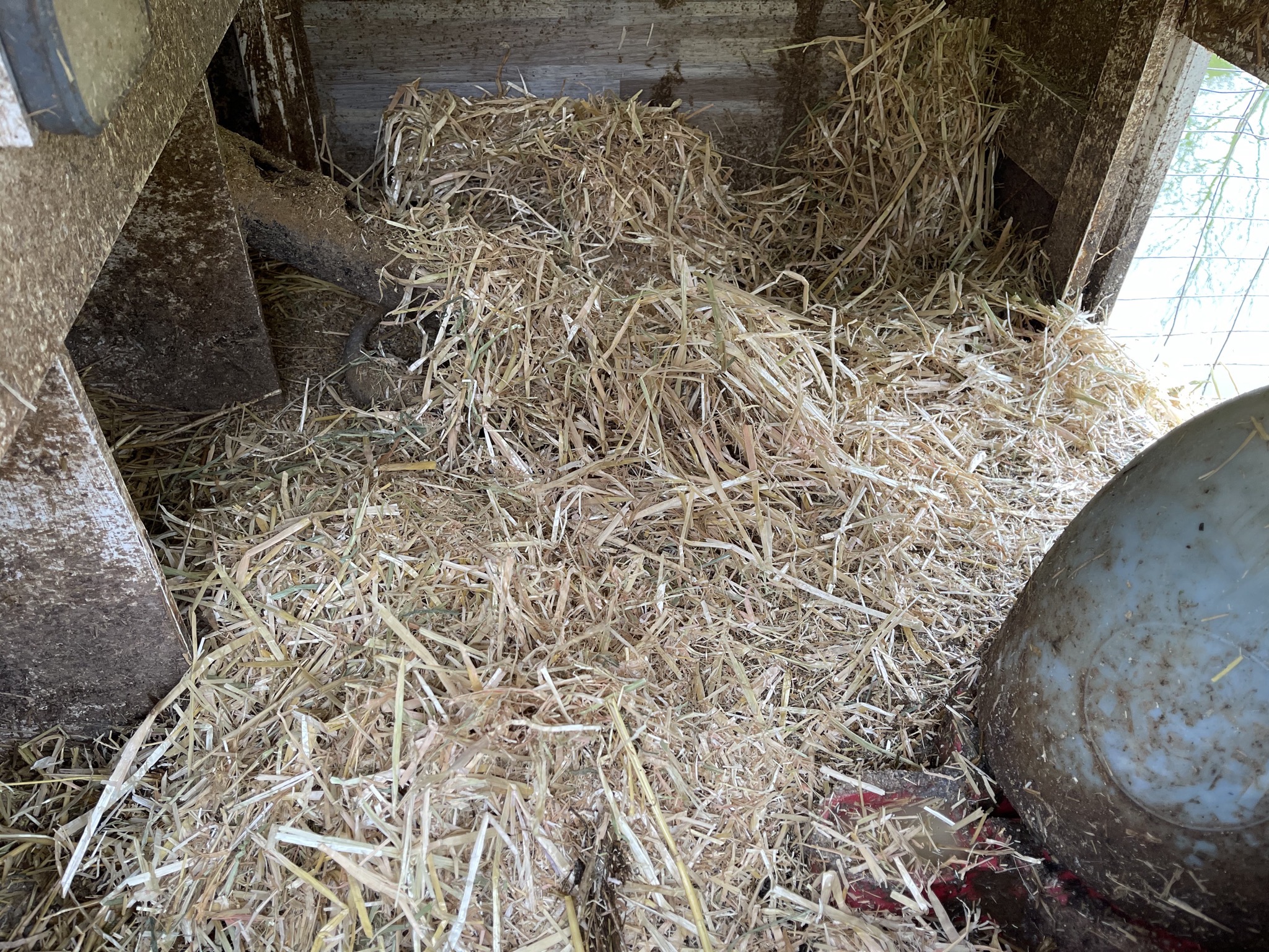 Duck house fresh straw
