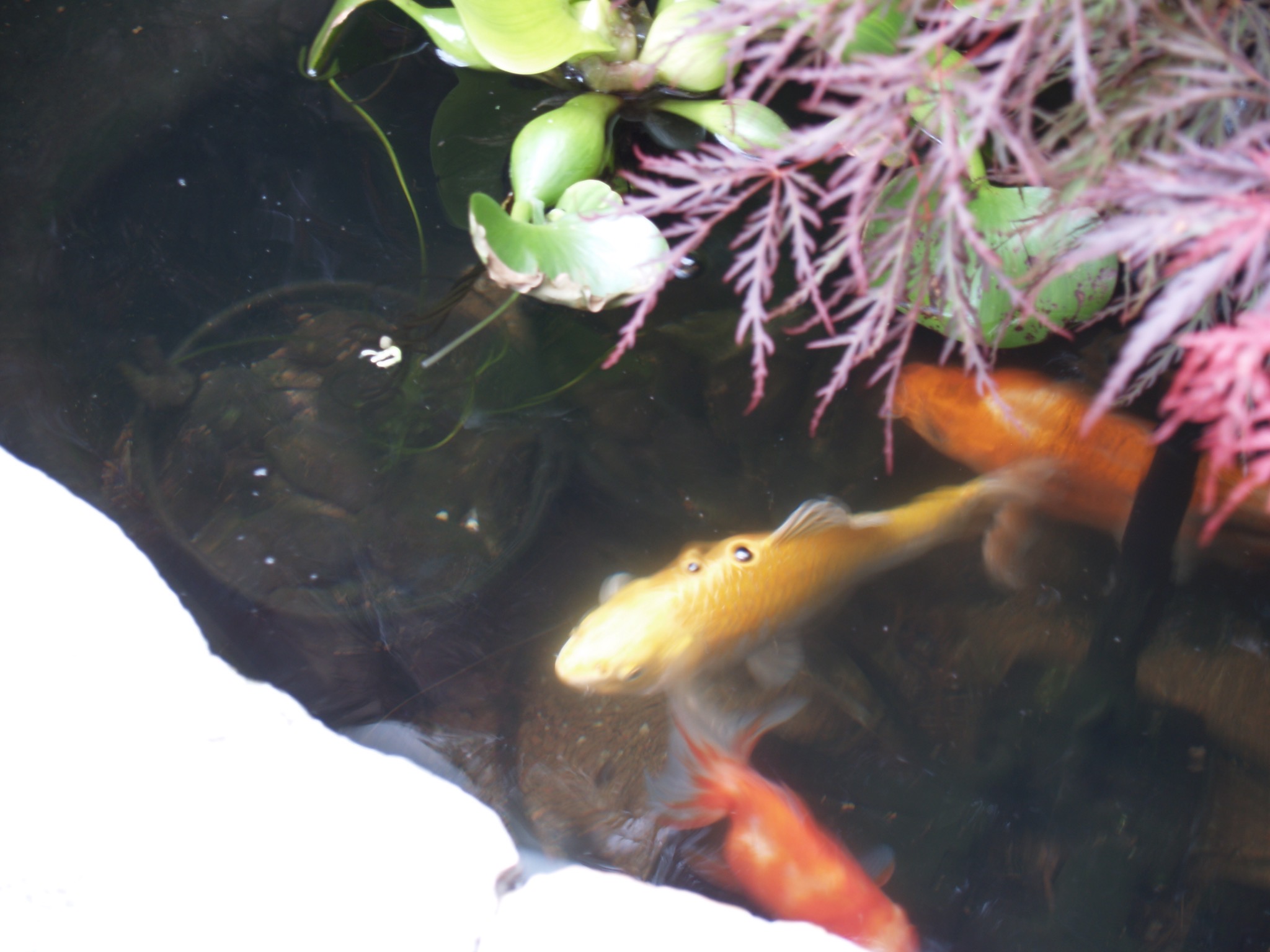 Fish in our pond