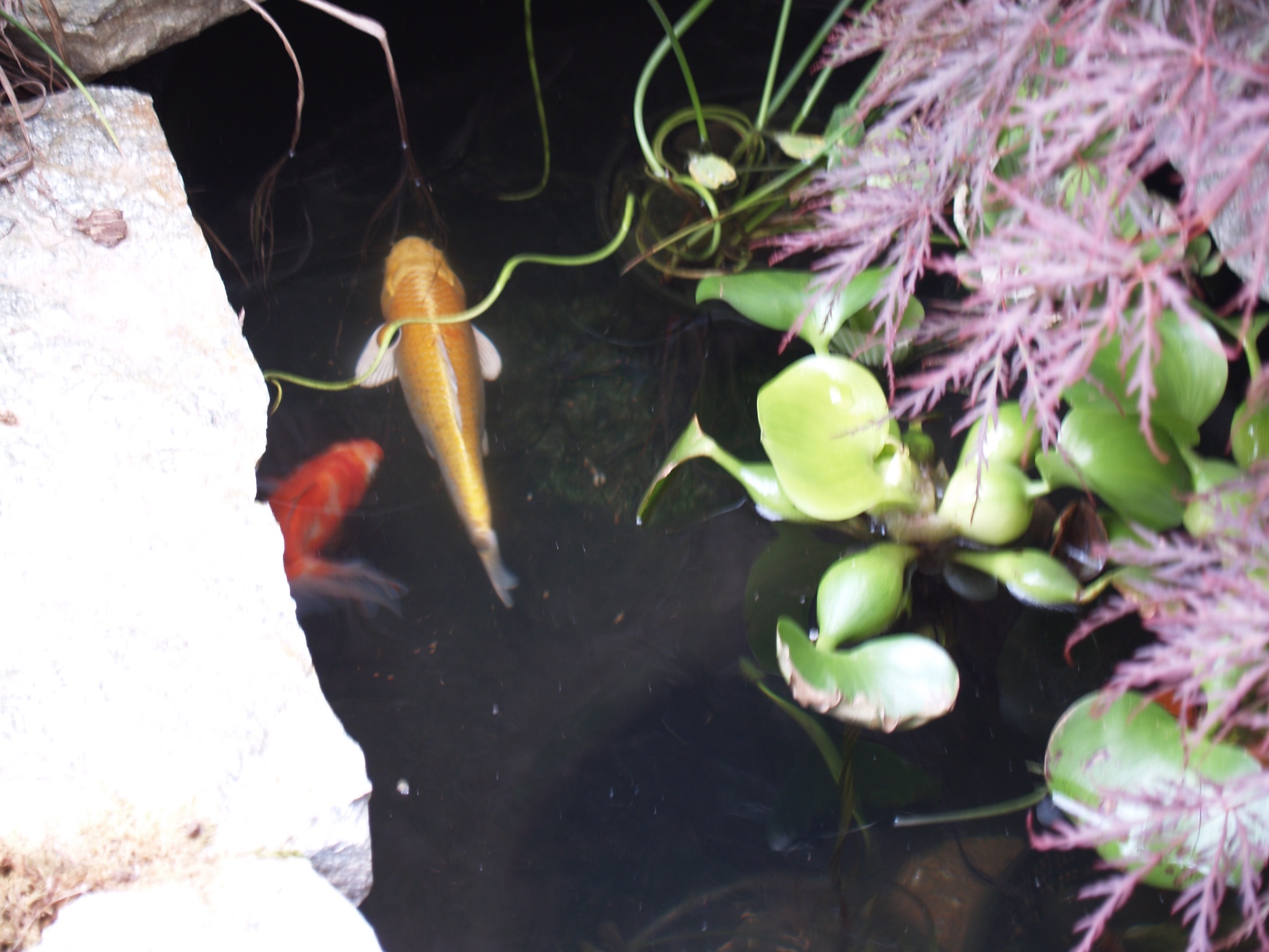 Fish in our pond