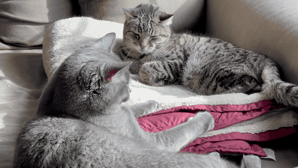 Pippin and Paladin