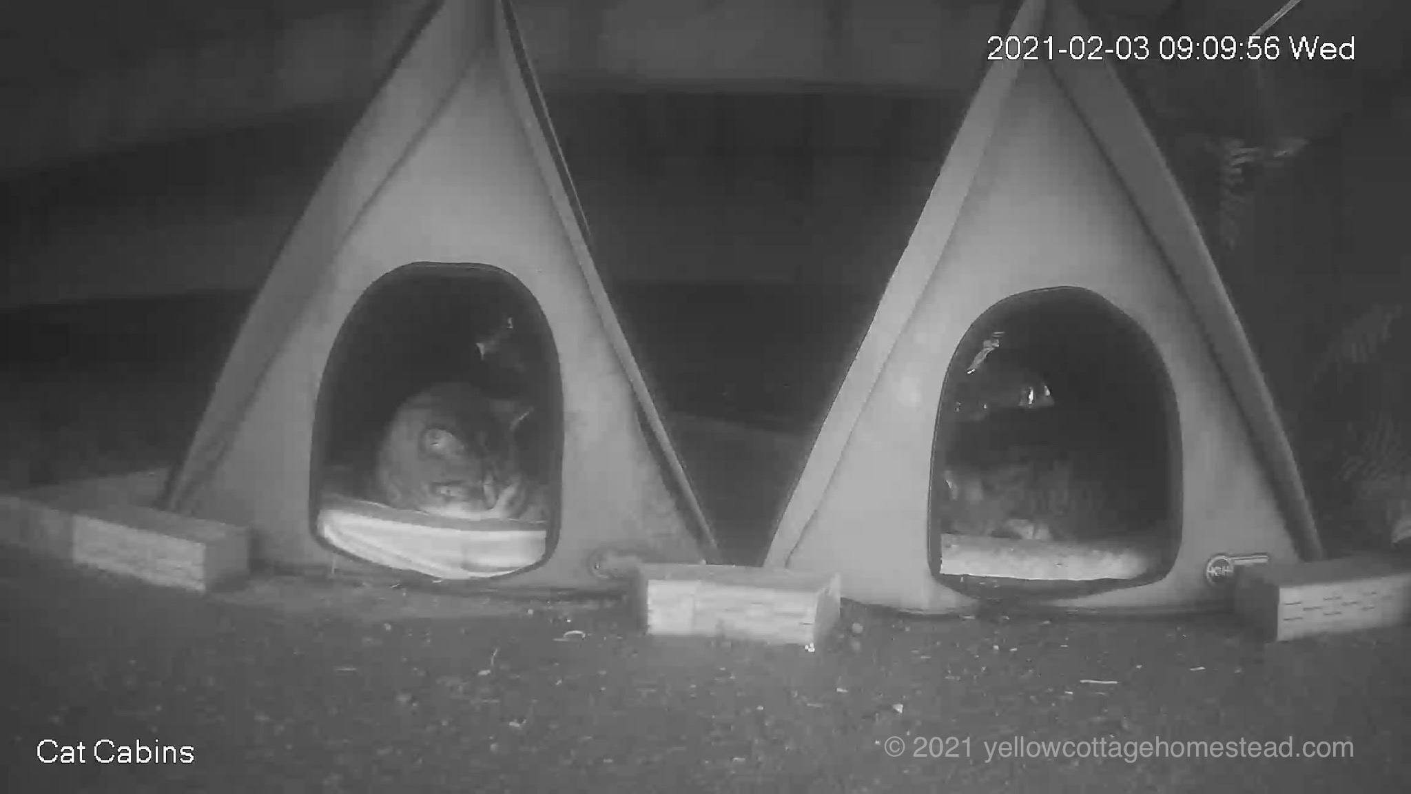 Cabin cats