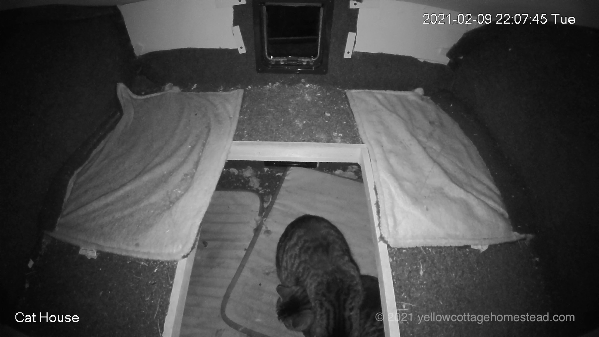 Cats