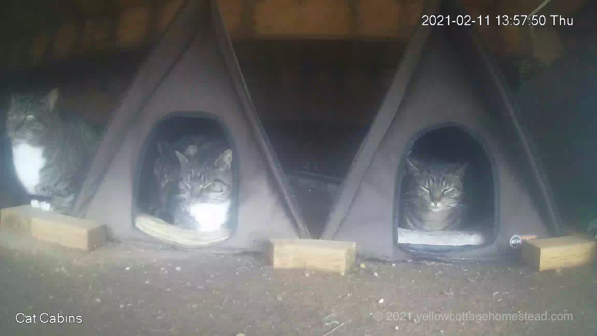Four cats