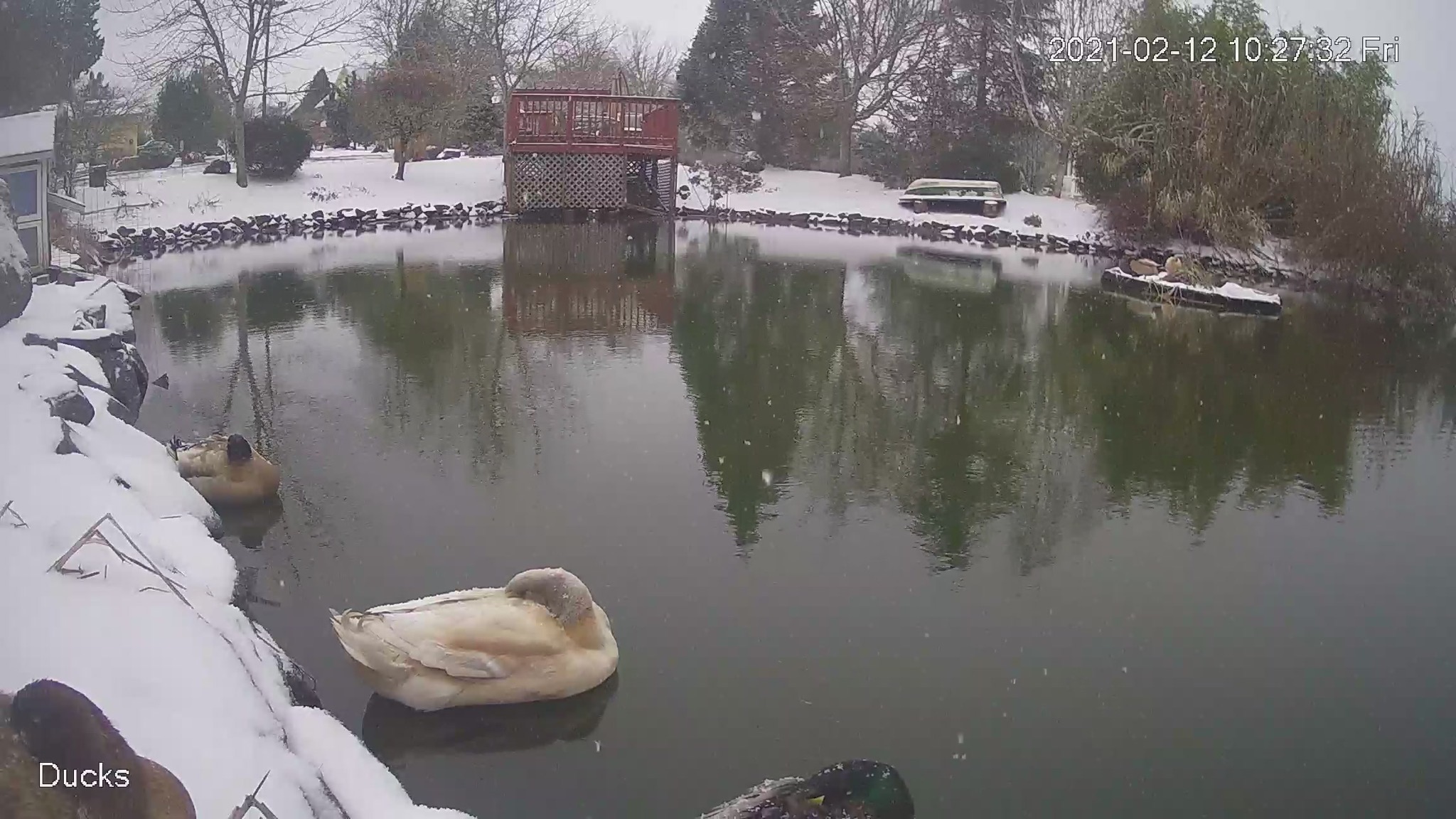 Ducks in the snow