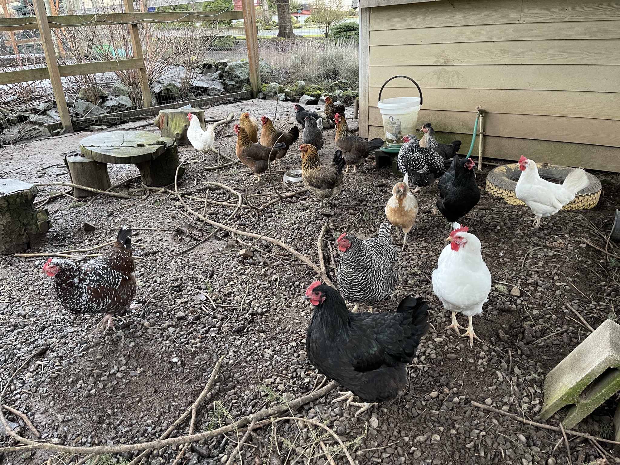 Chickens