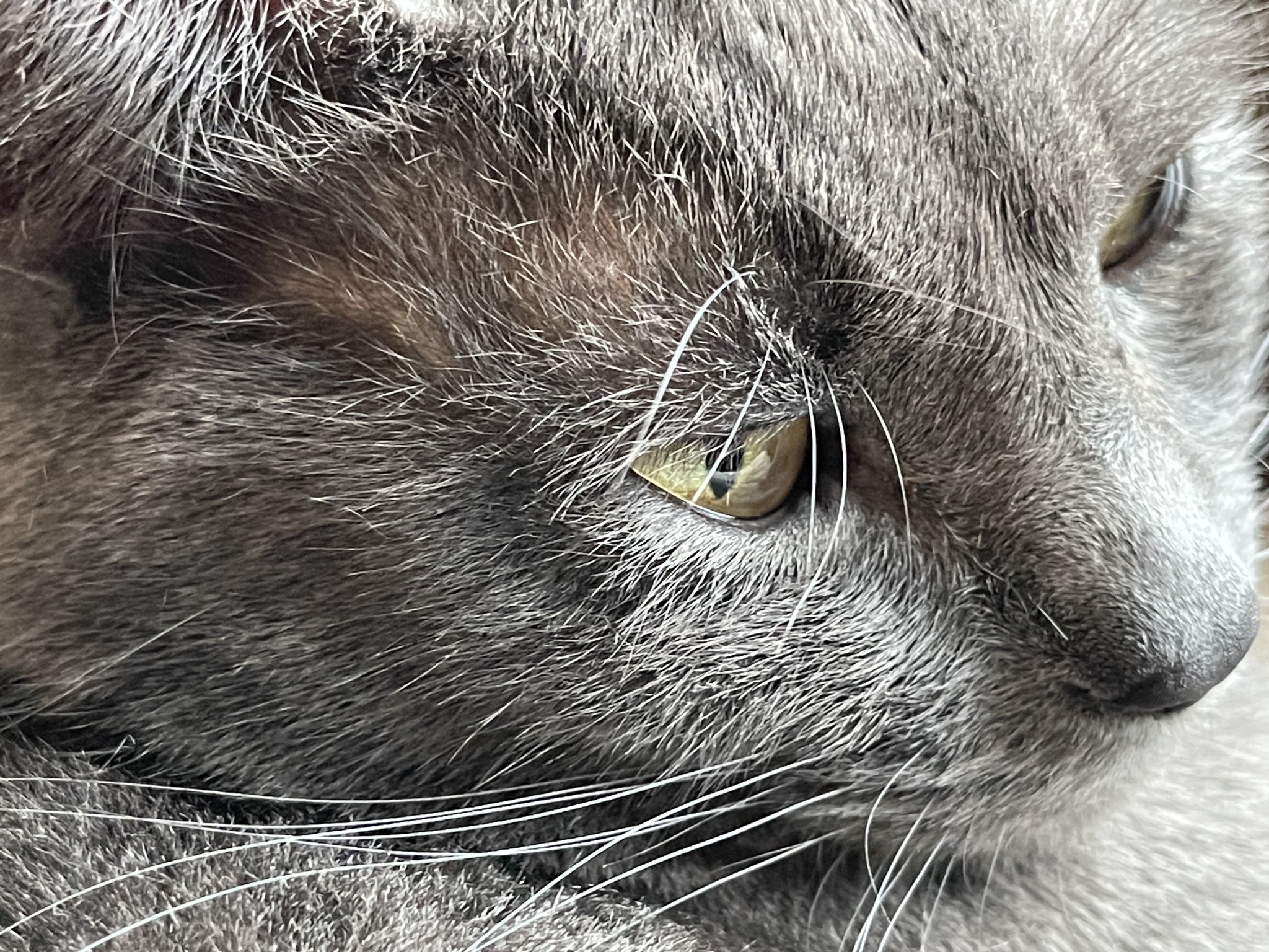 Paladin closeup