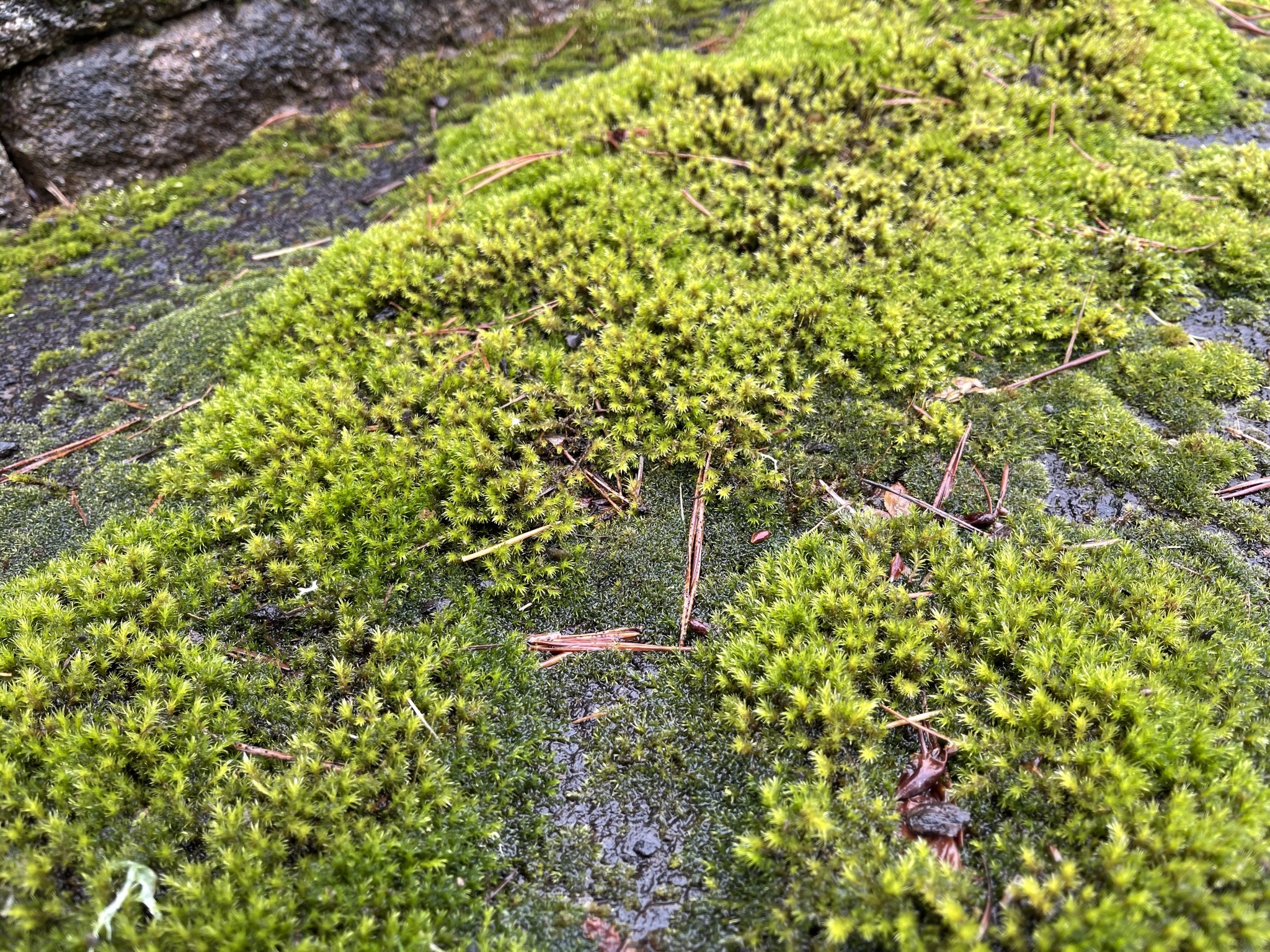 Moss