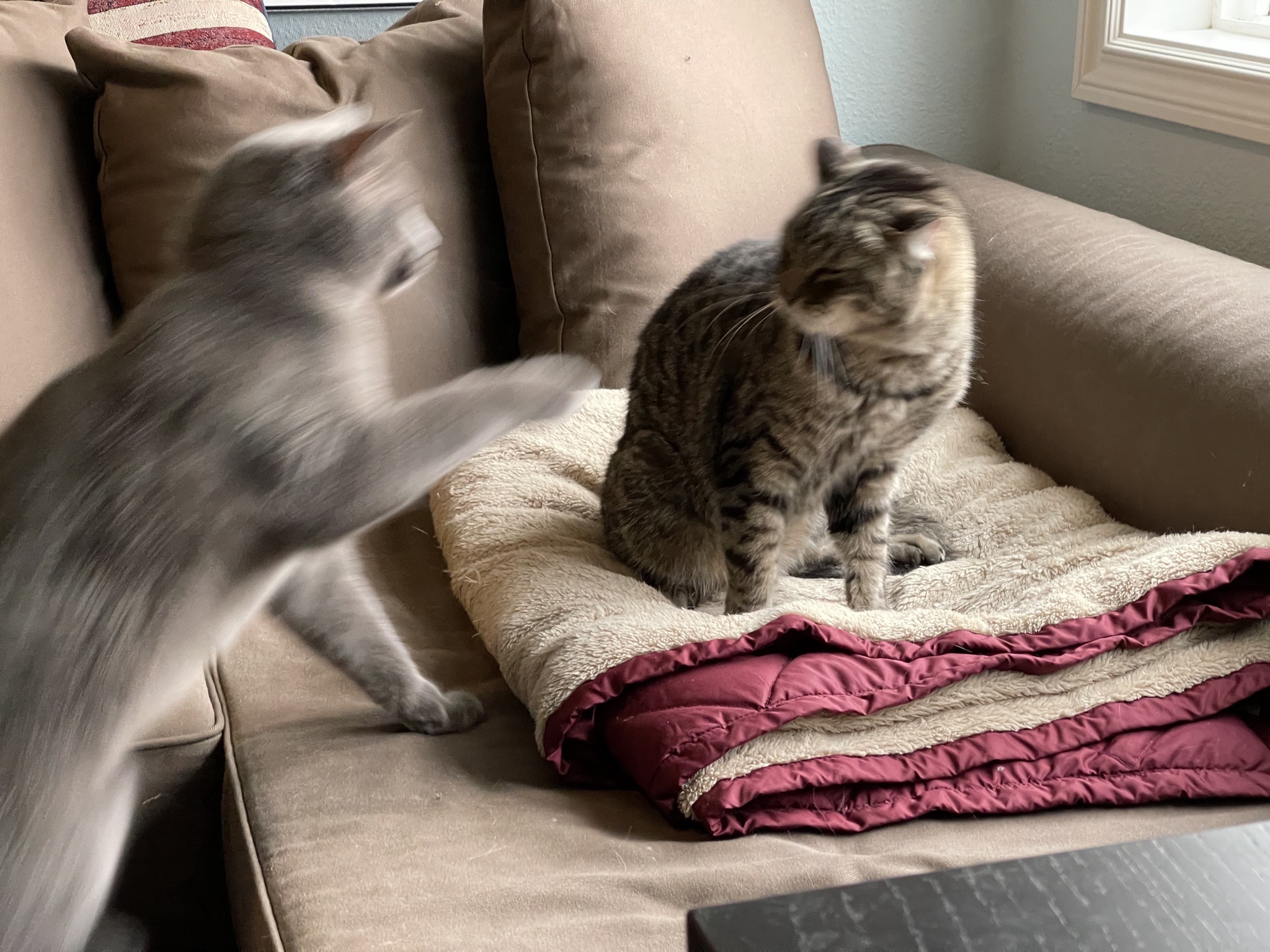Paladin pouncing