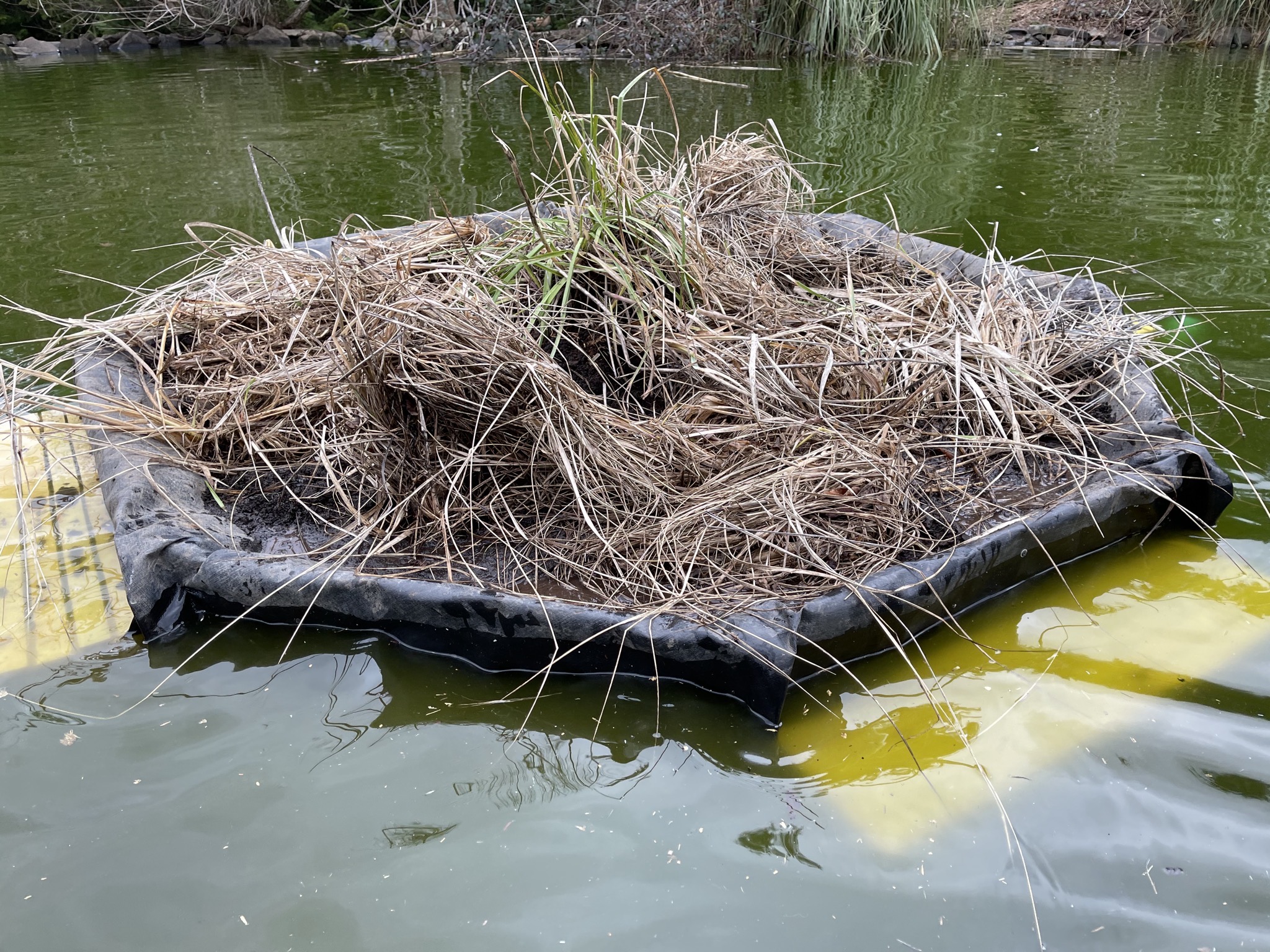 Duck island with grasses