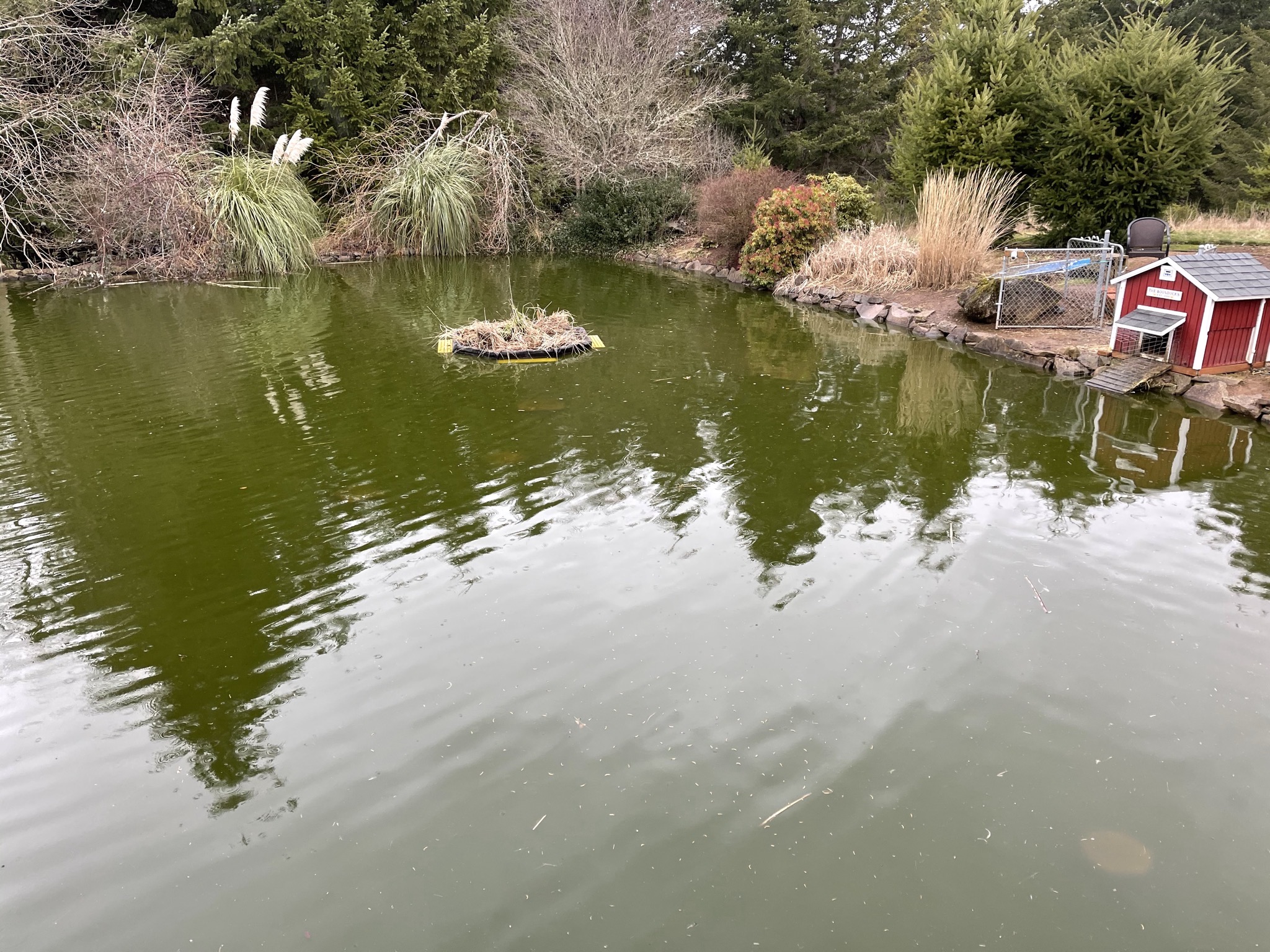 Duck island in the pond