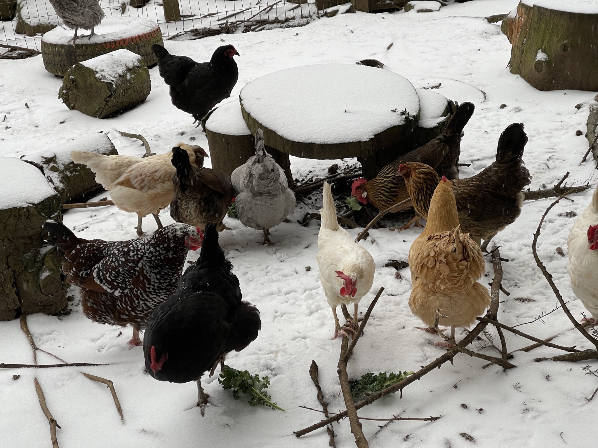 Chickens in the snow