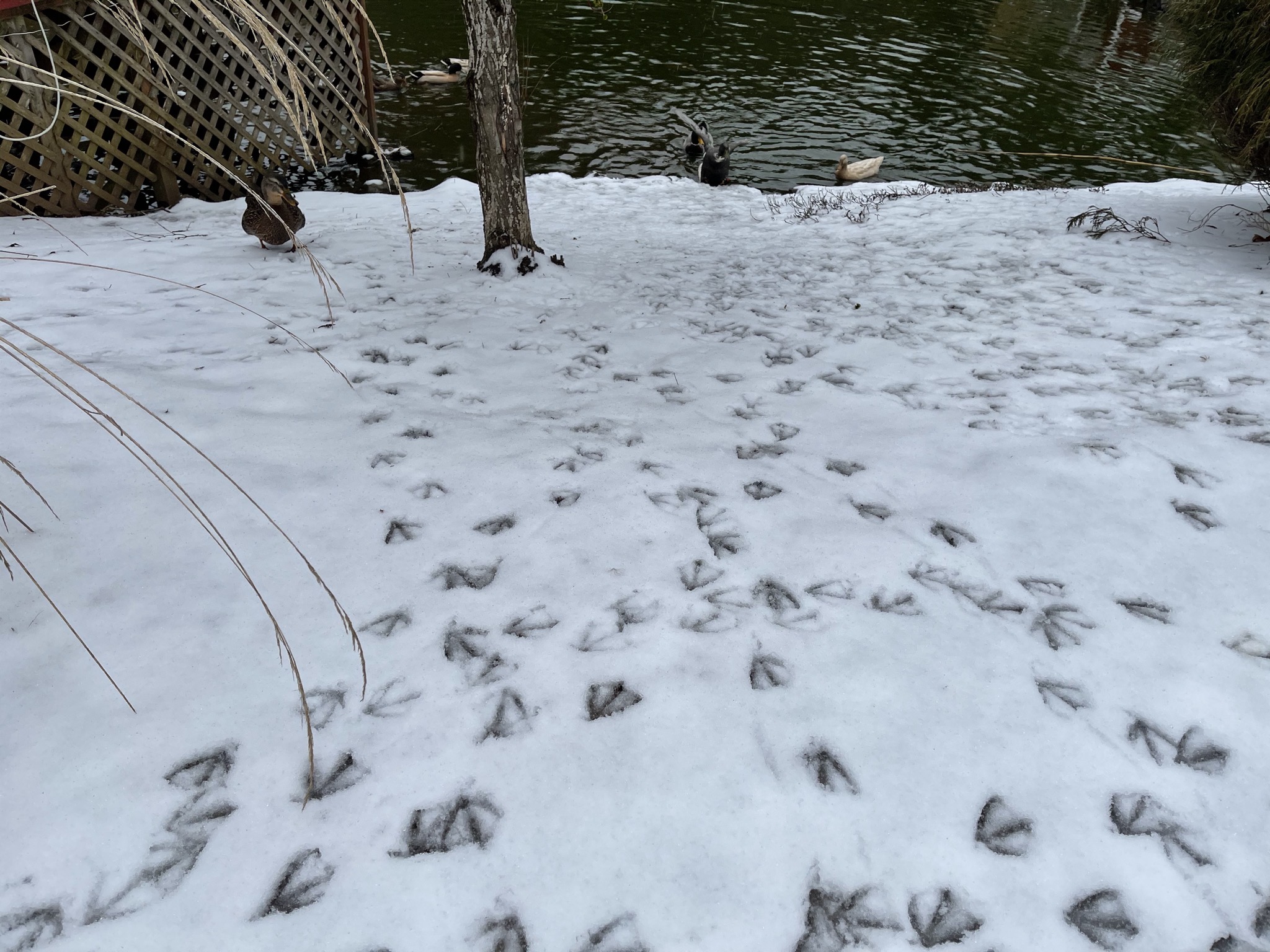 Ducks and snowy prints