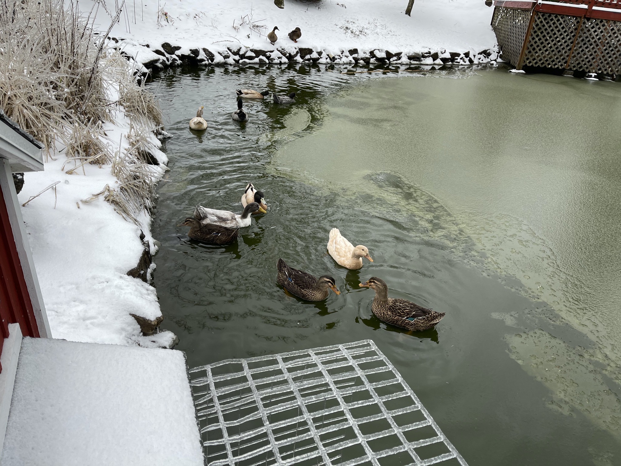Ducks