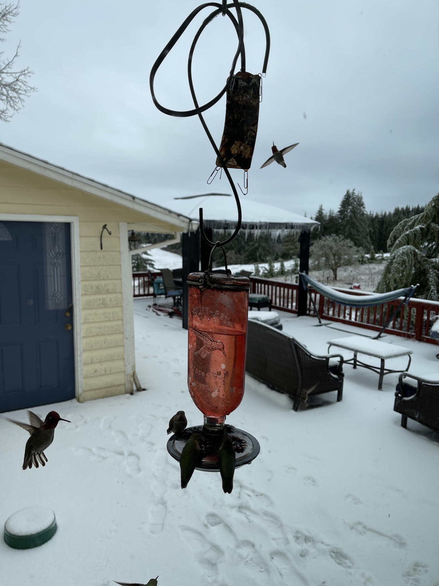 Hummingbirds