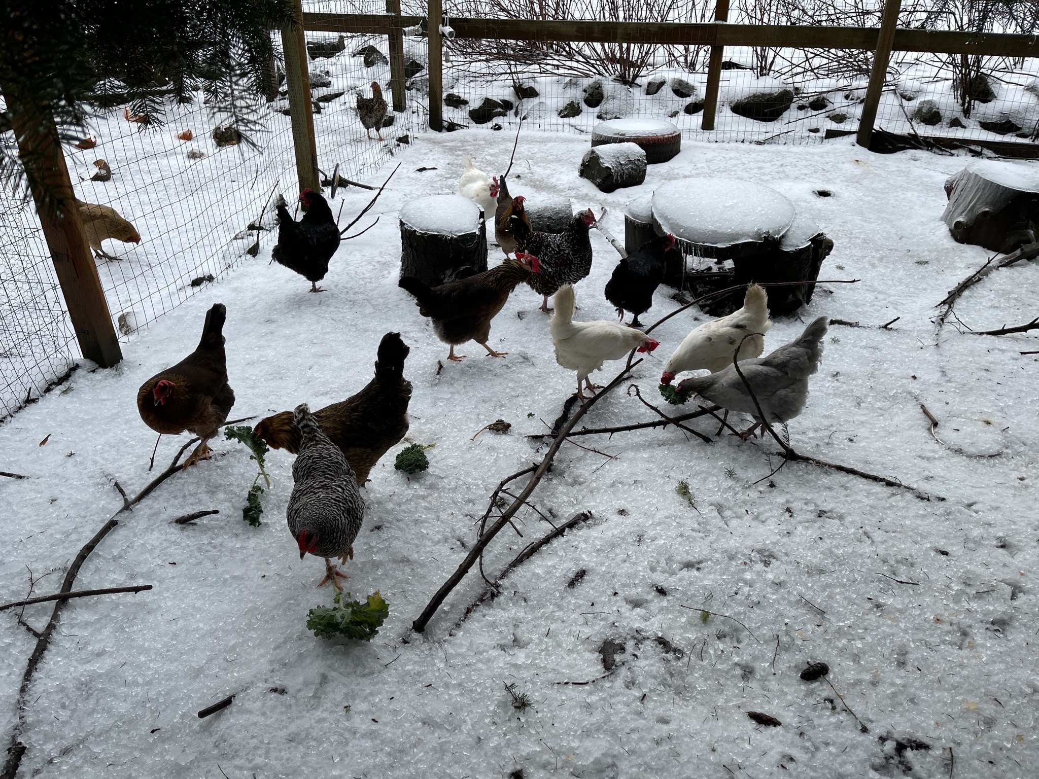 Chickens