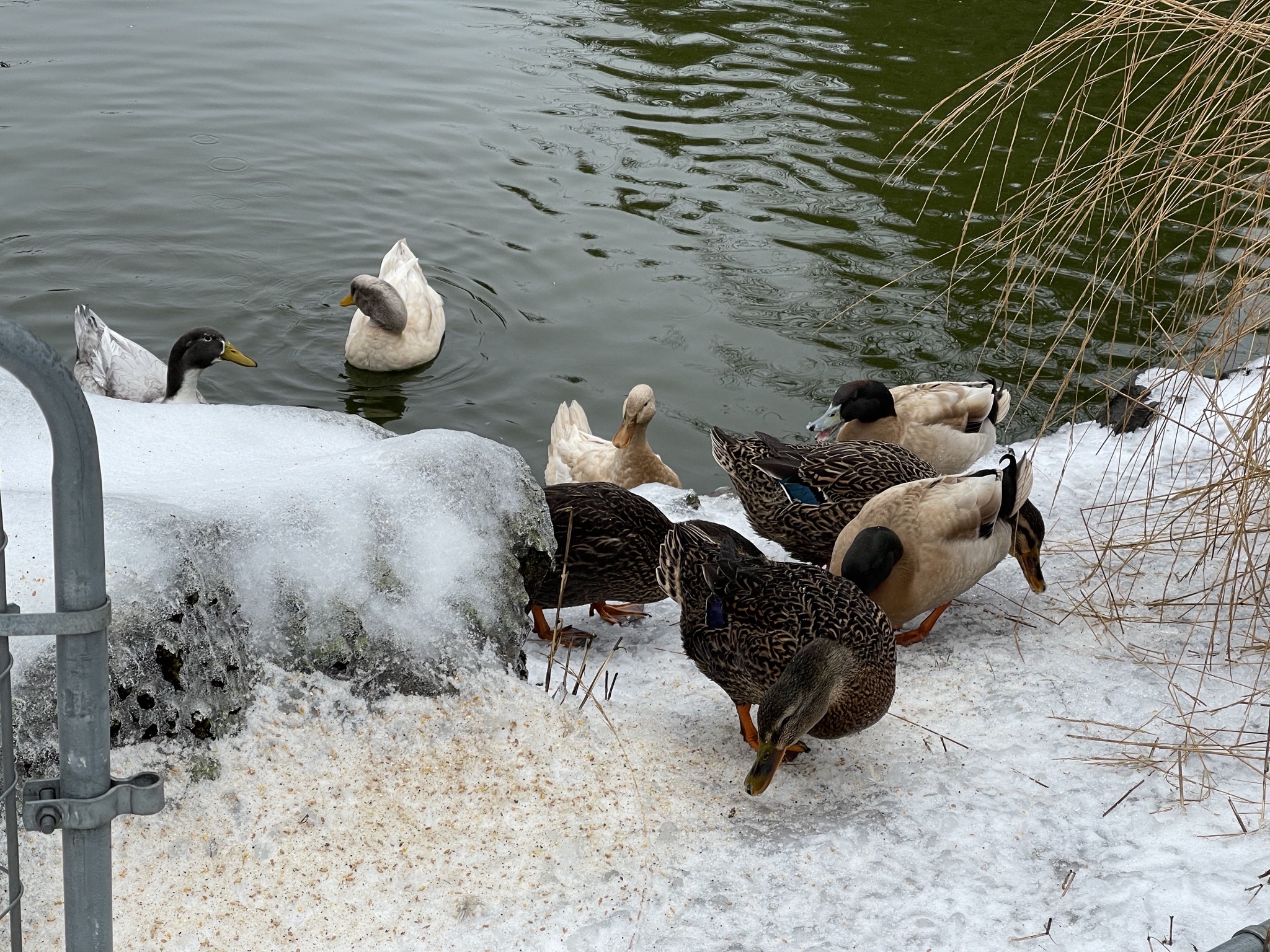 Ducks