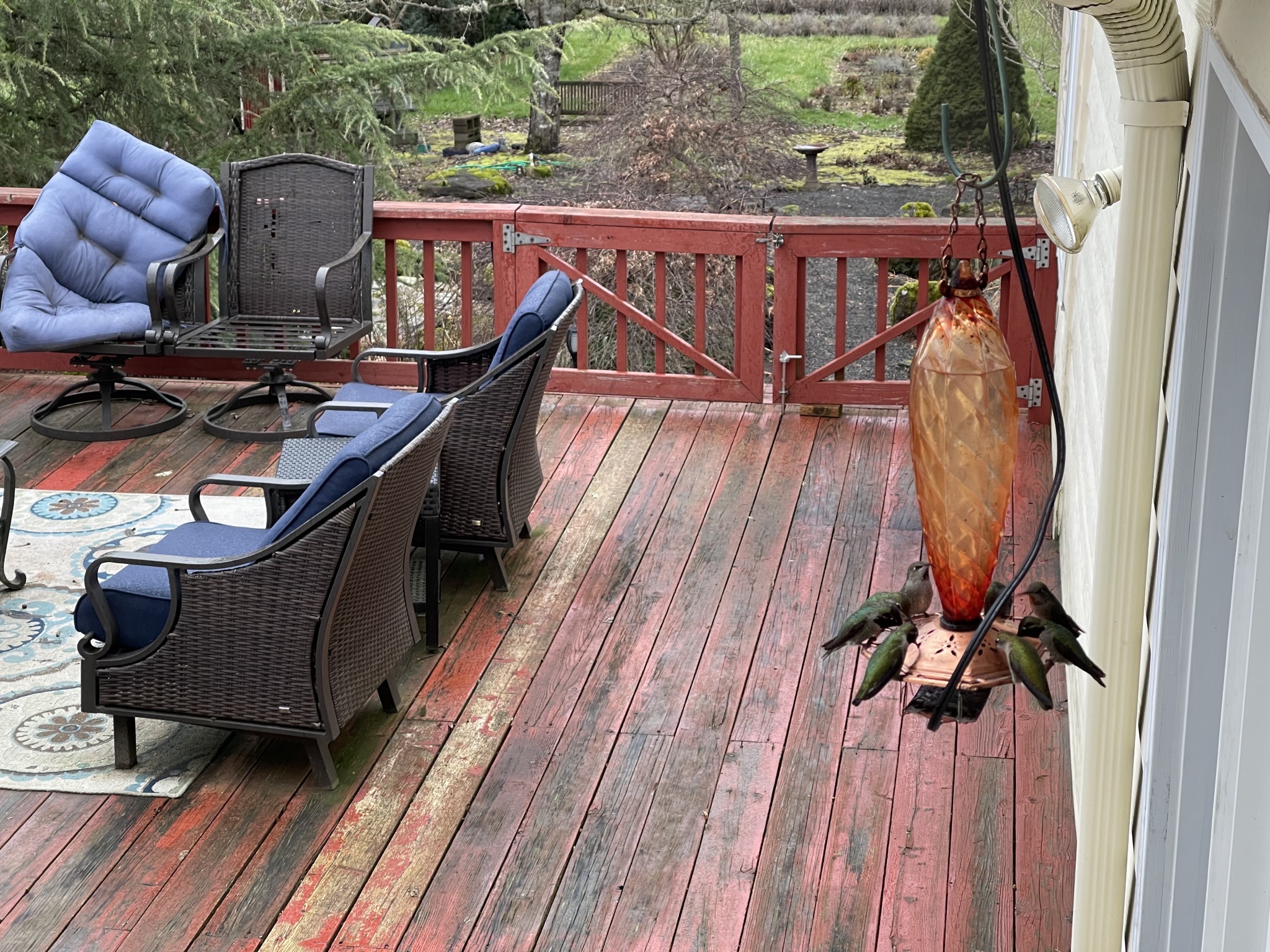 Hummingbirds