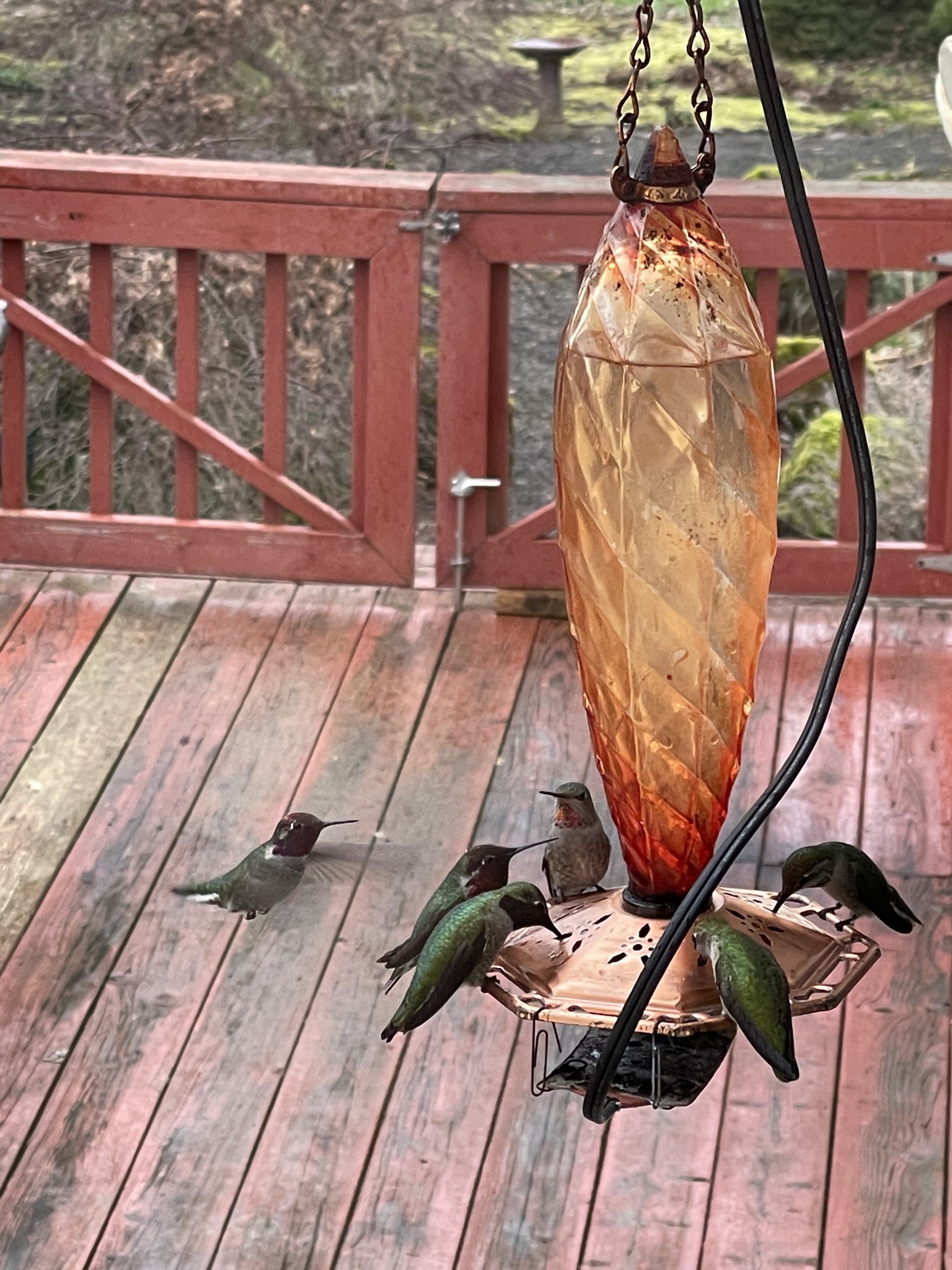 Hummingbirds