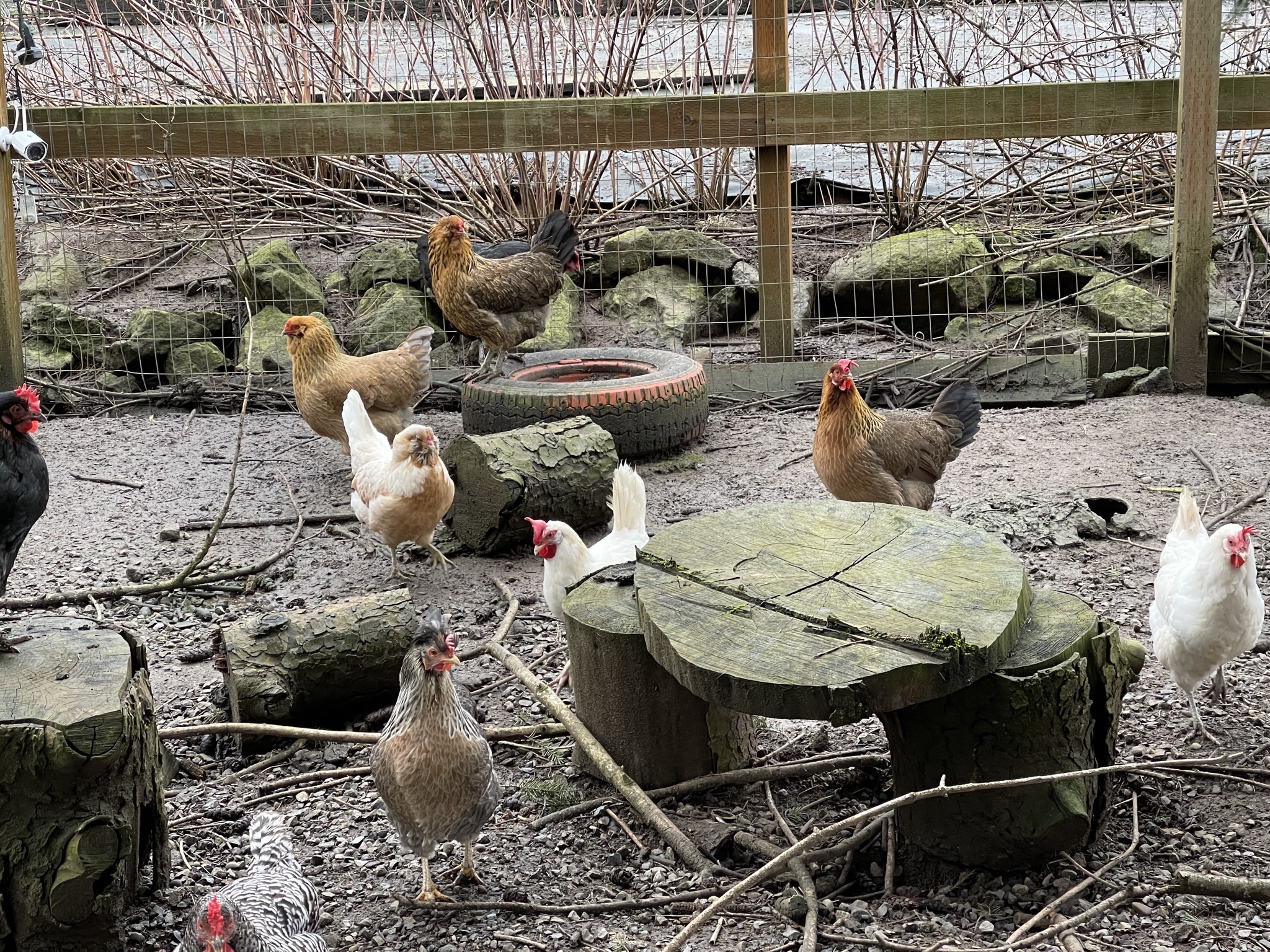 Chickens