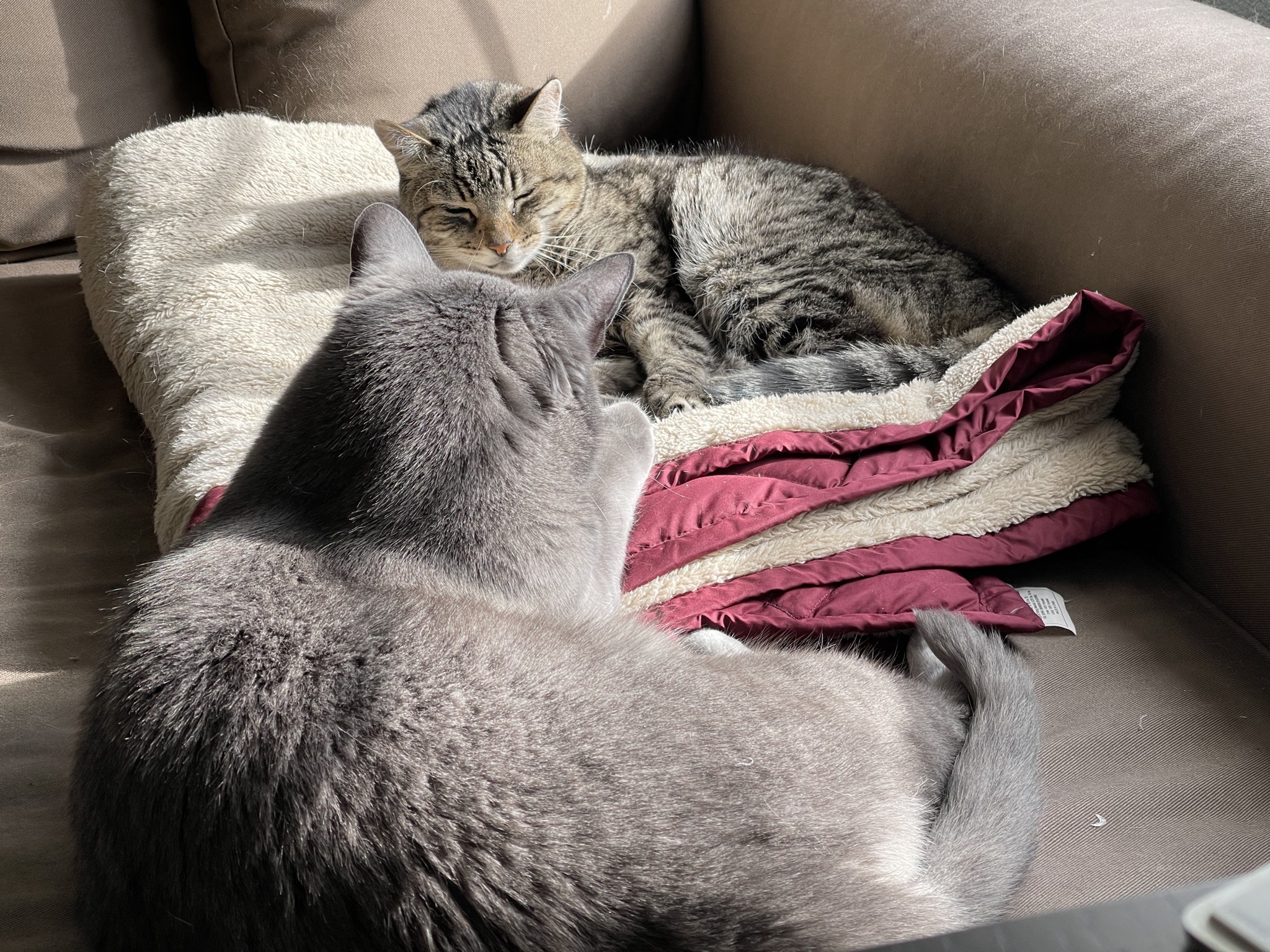 Pippin and Paladin