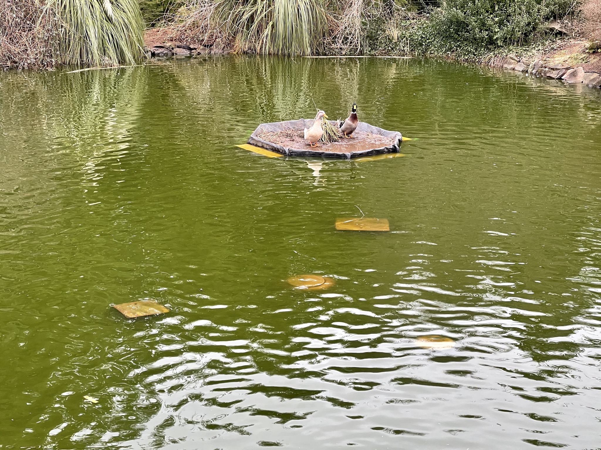 Ducks