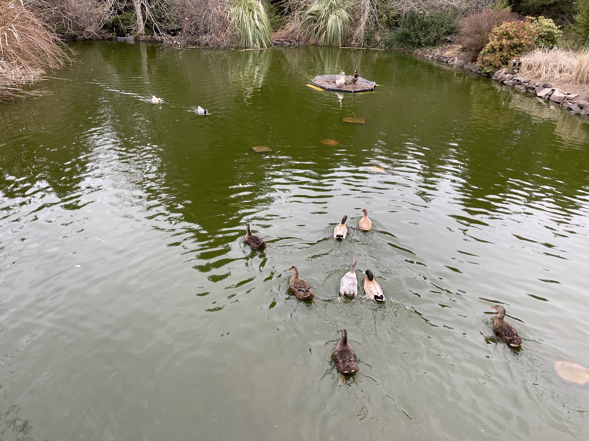 Ducks