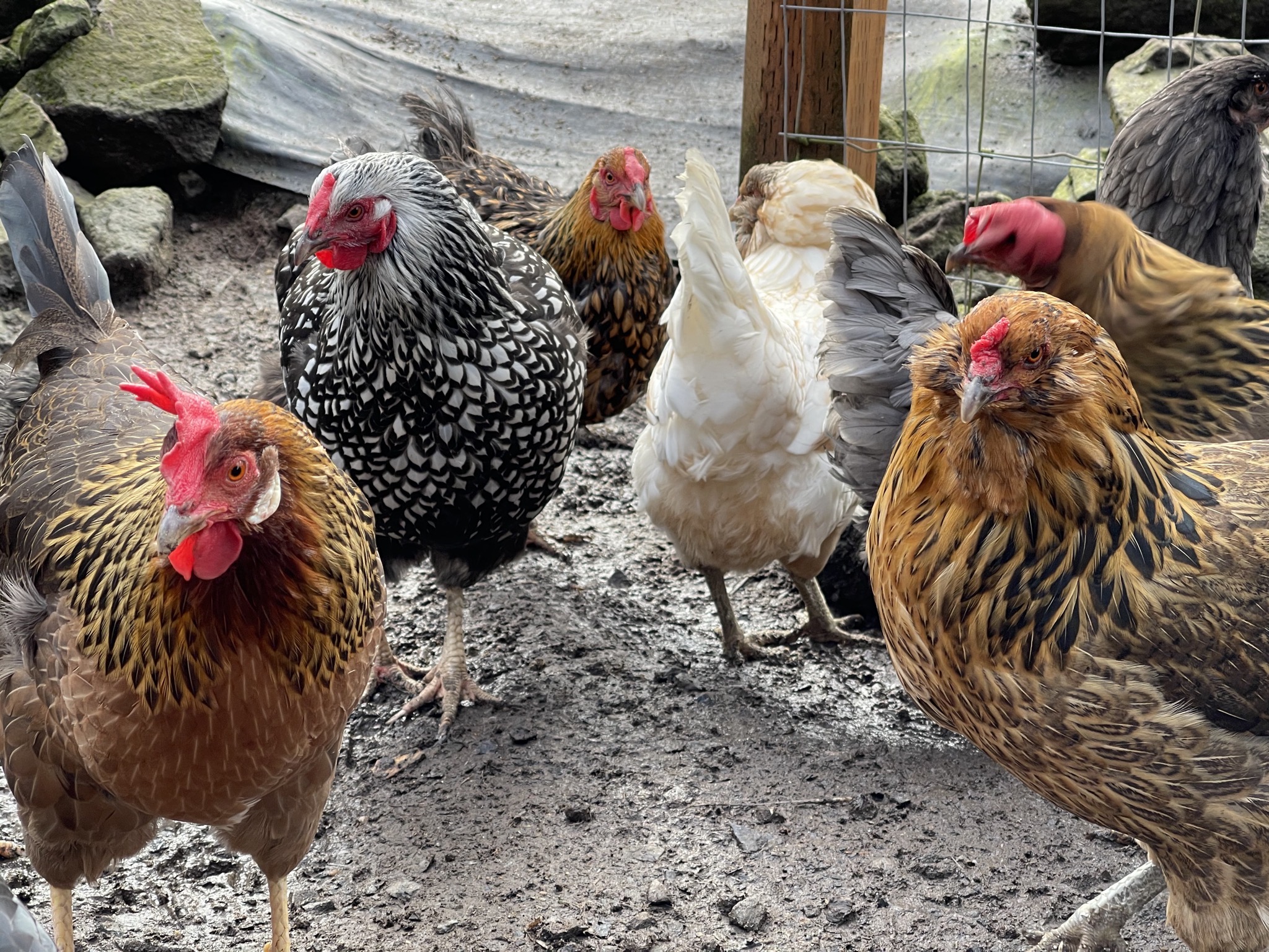 Chickens
