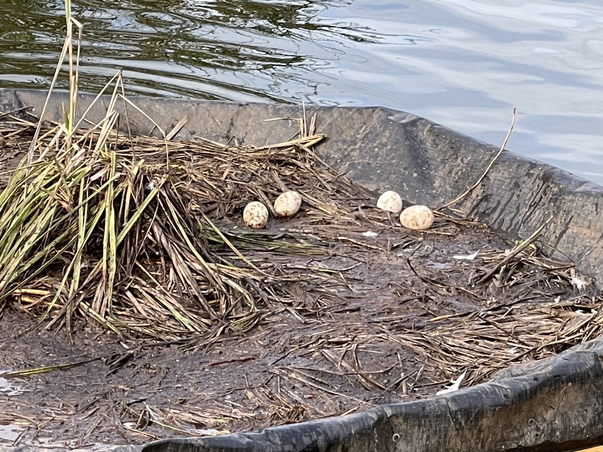 Duck eggs on the island