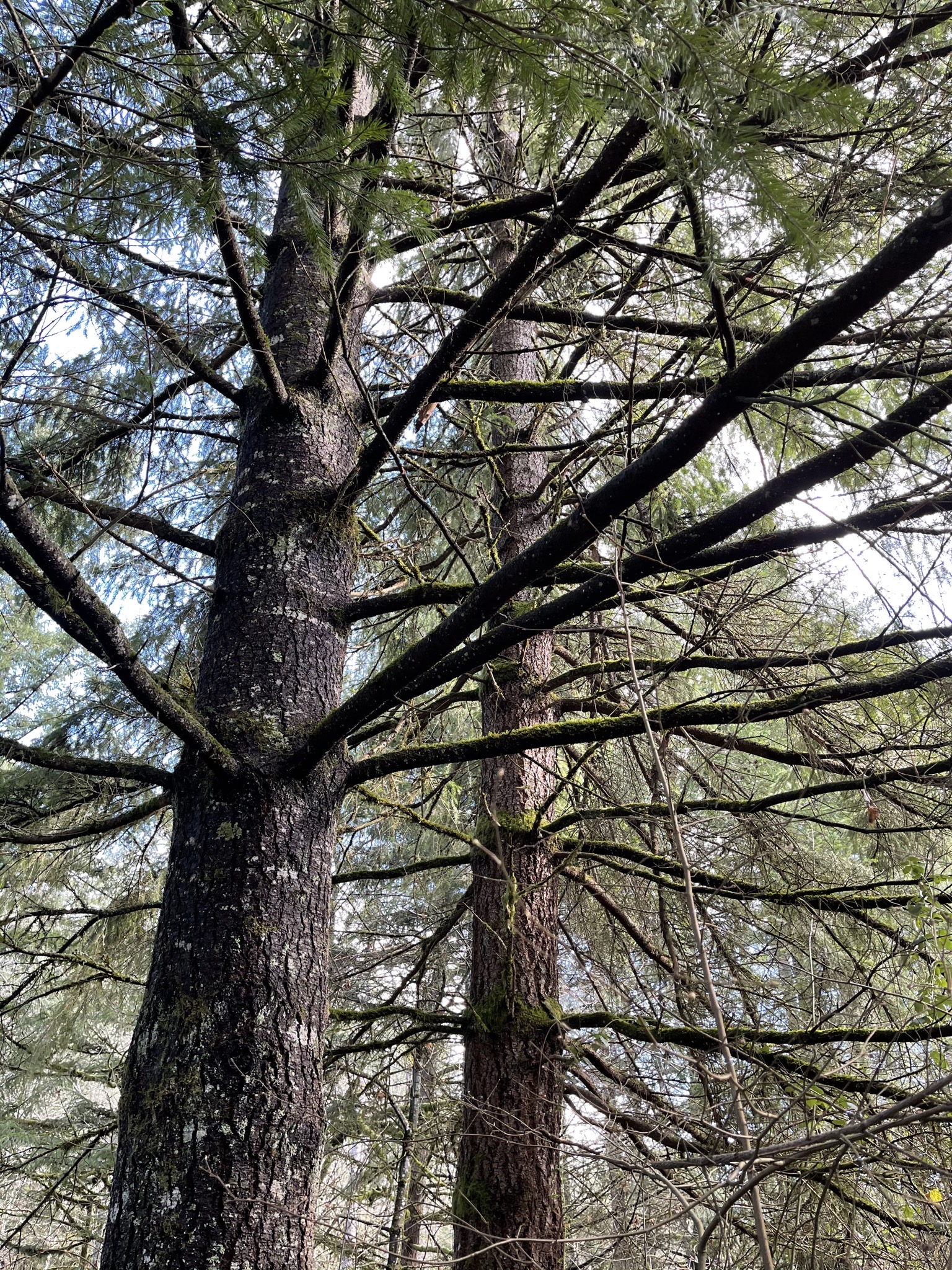 Trees