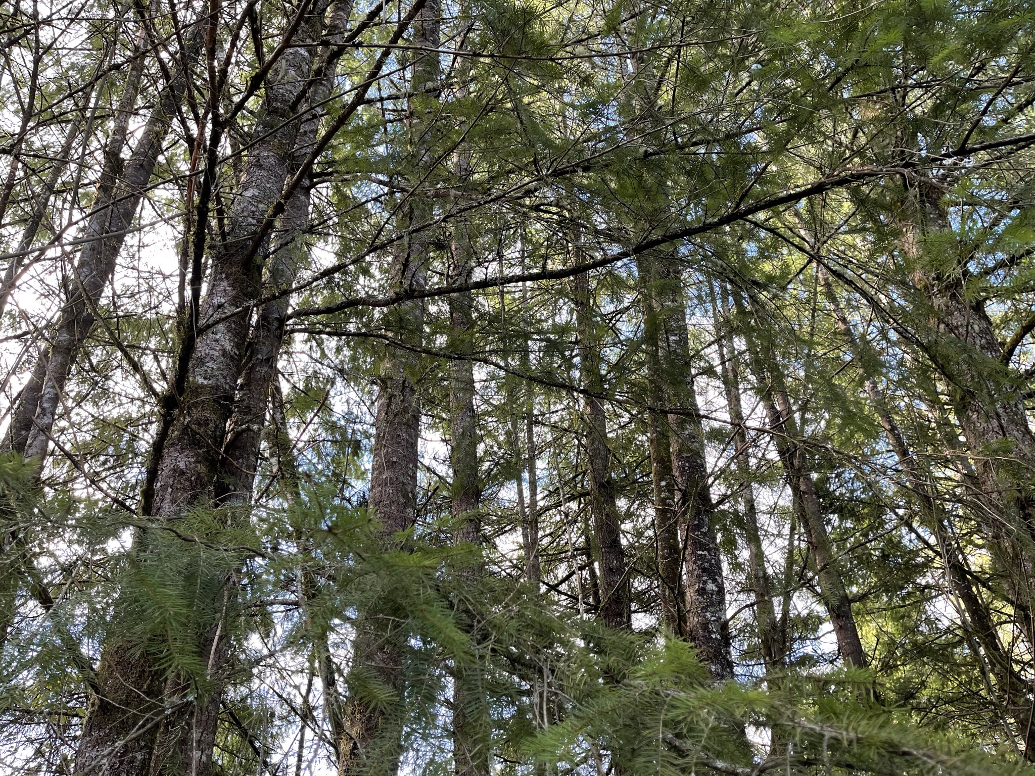 Trees