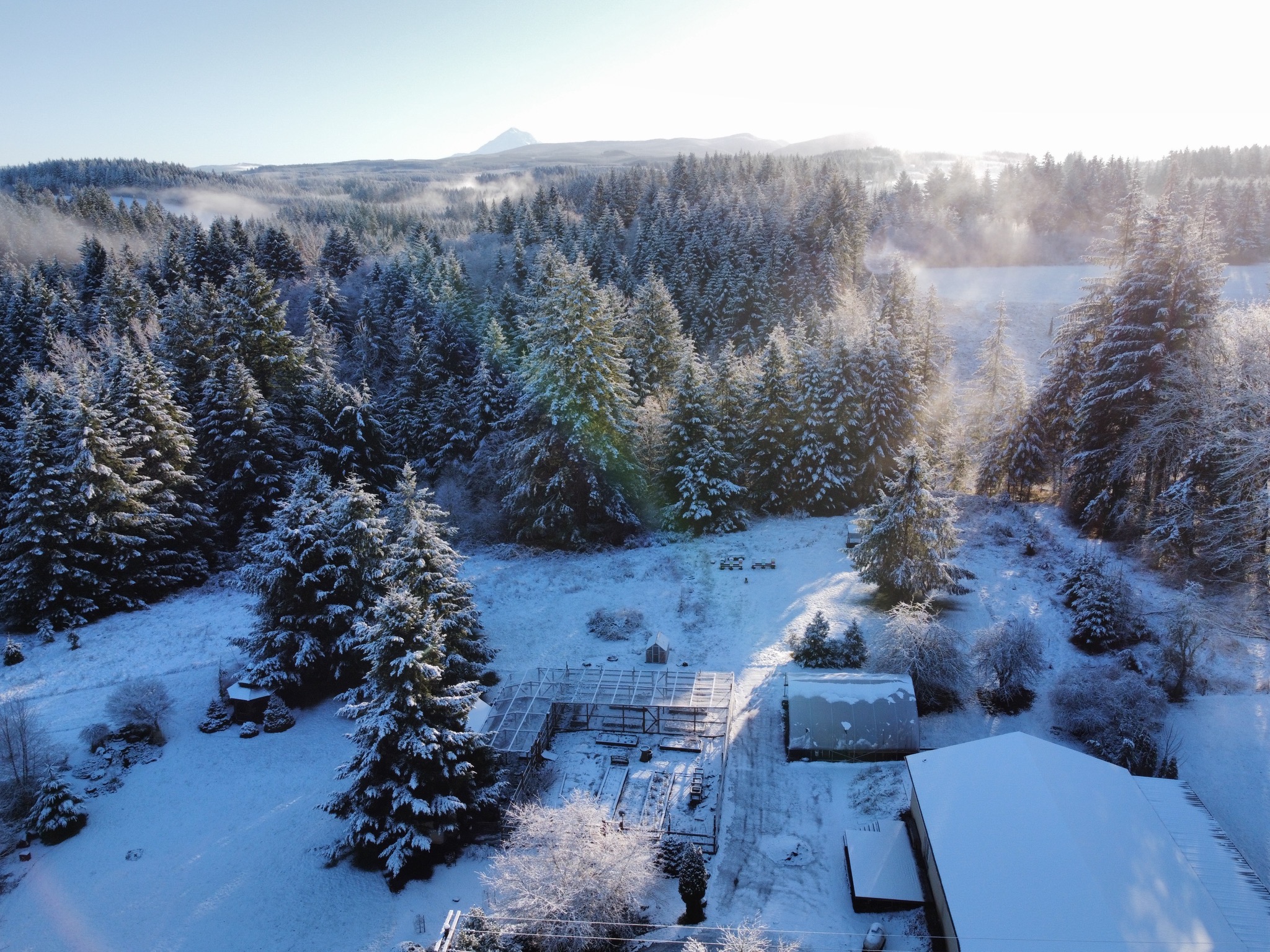 Mount Hood, snowy trees, etc