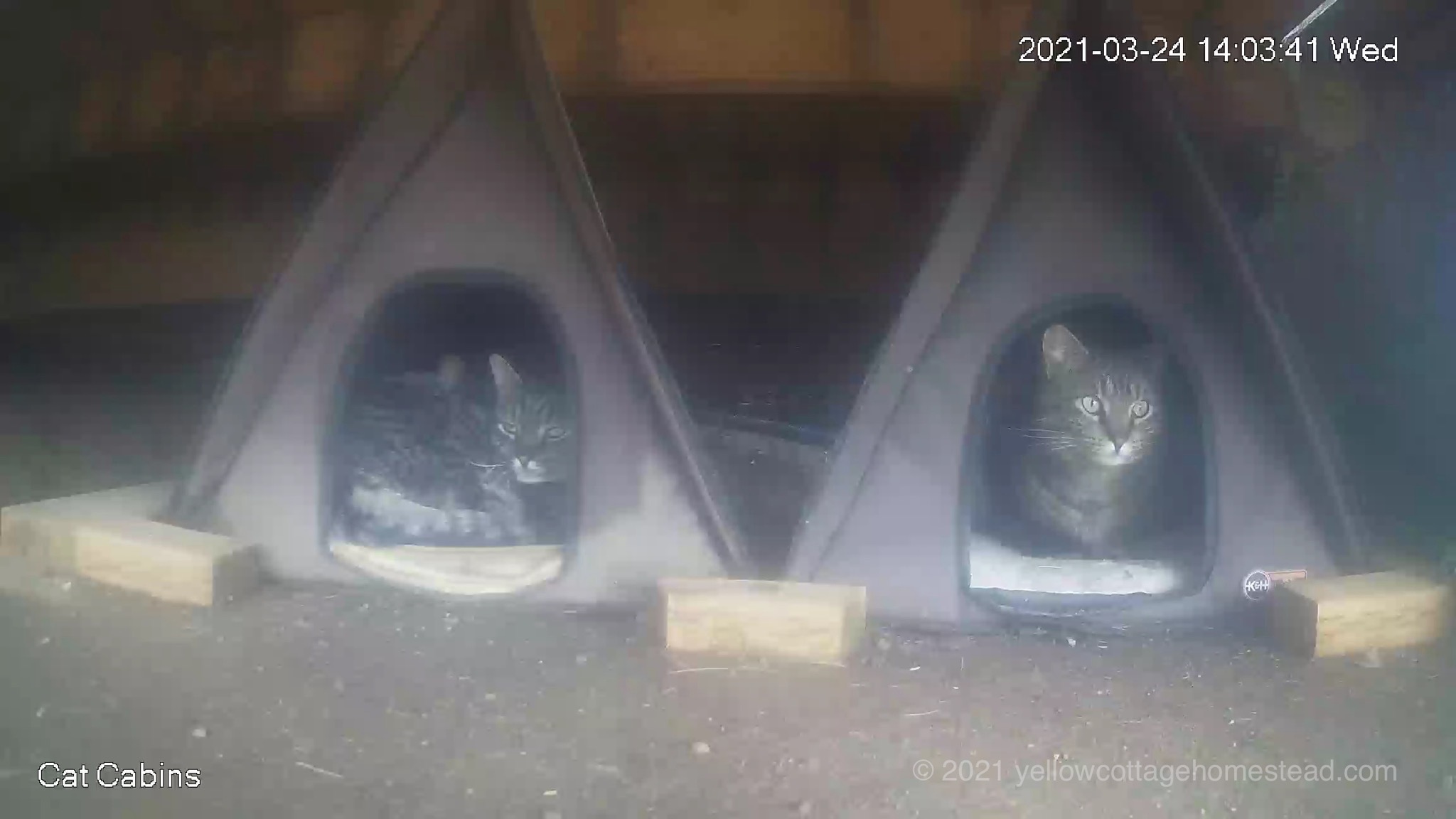 Three cats in cabins