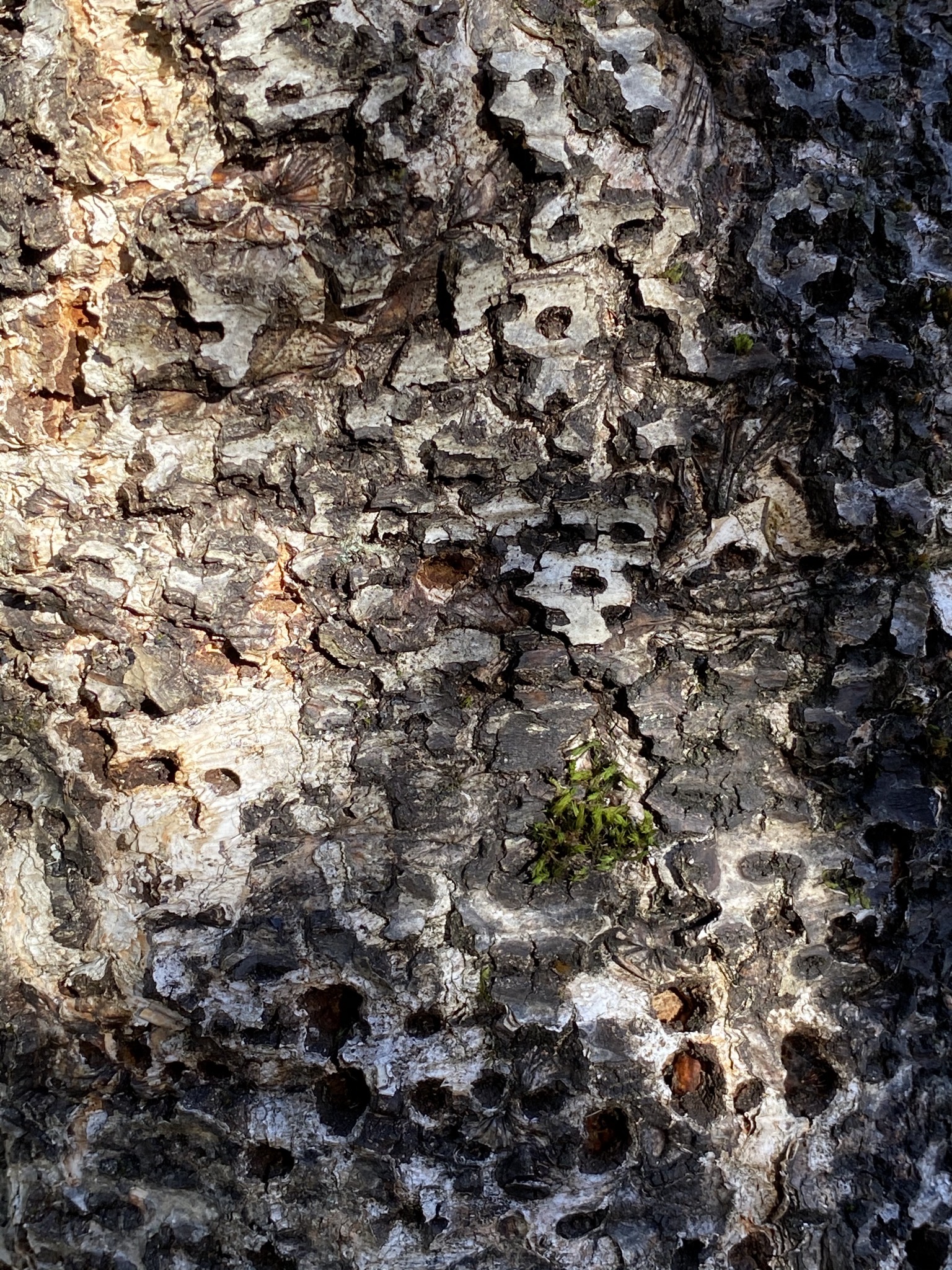 Tree bark
