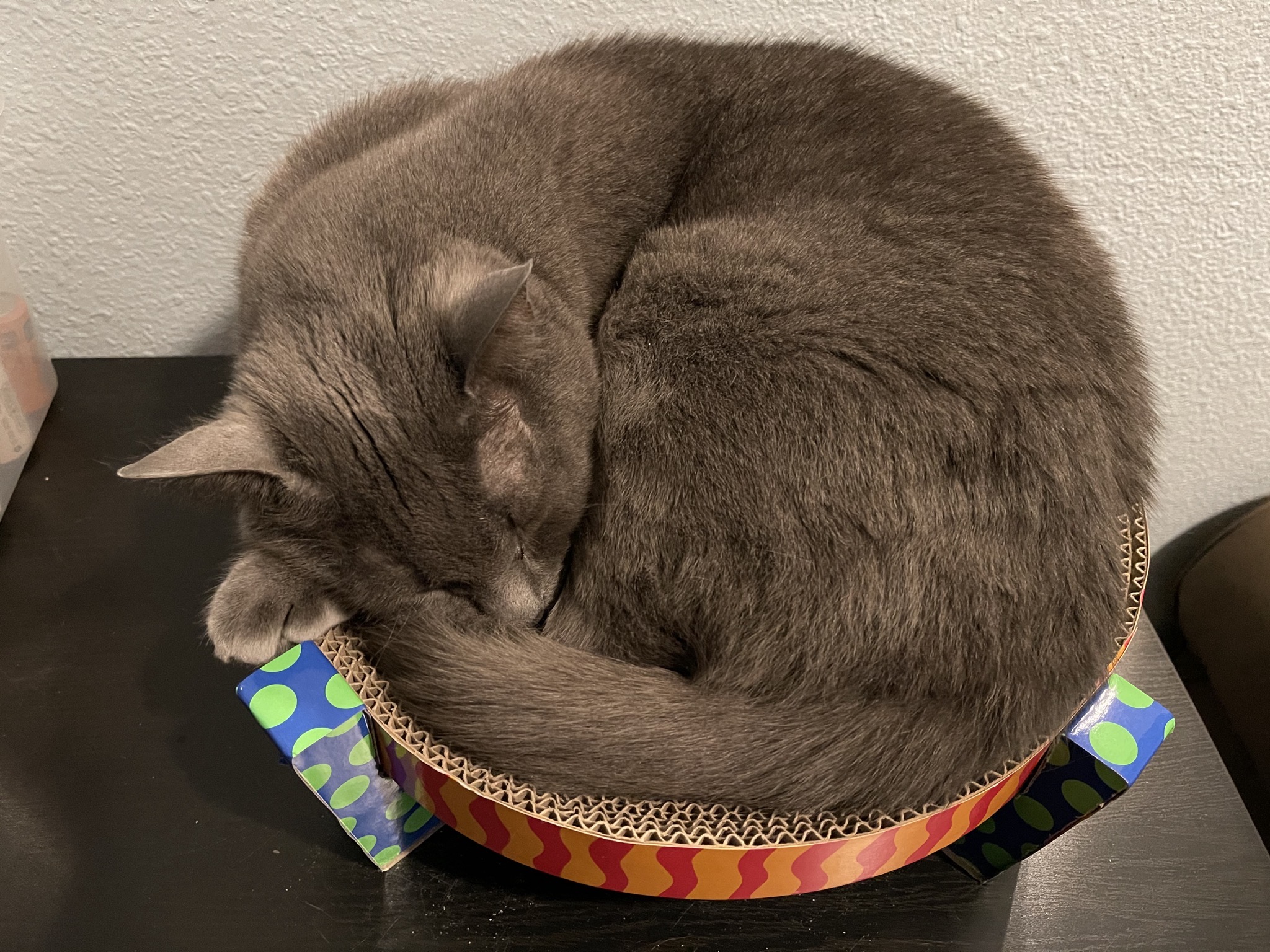 Paladin in a cardboard bed