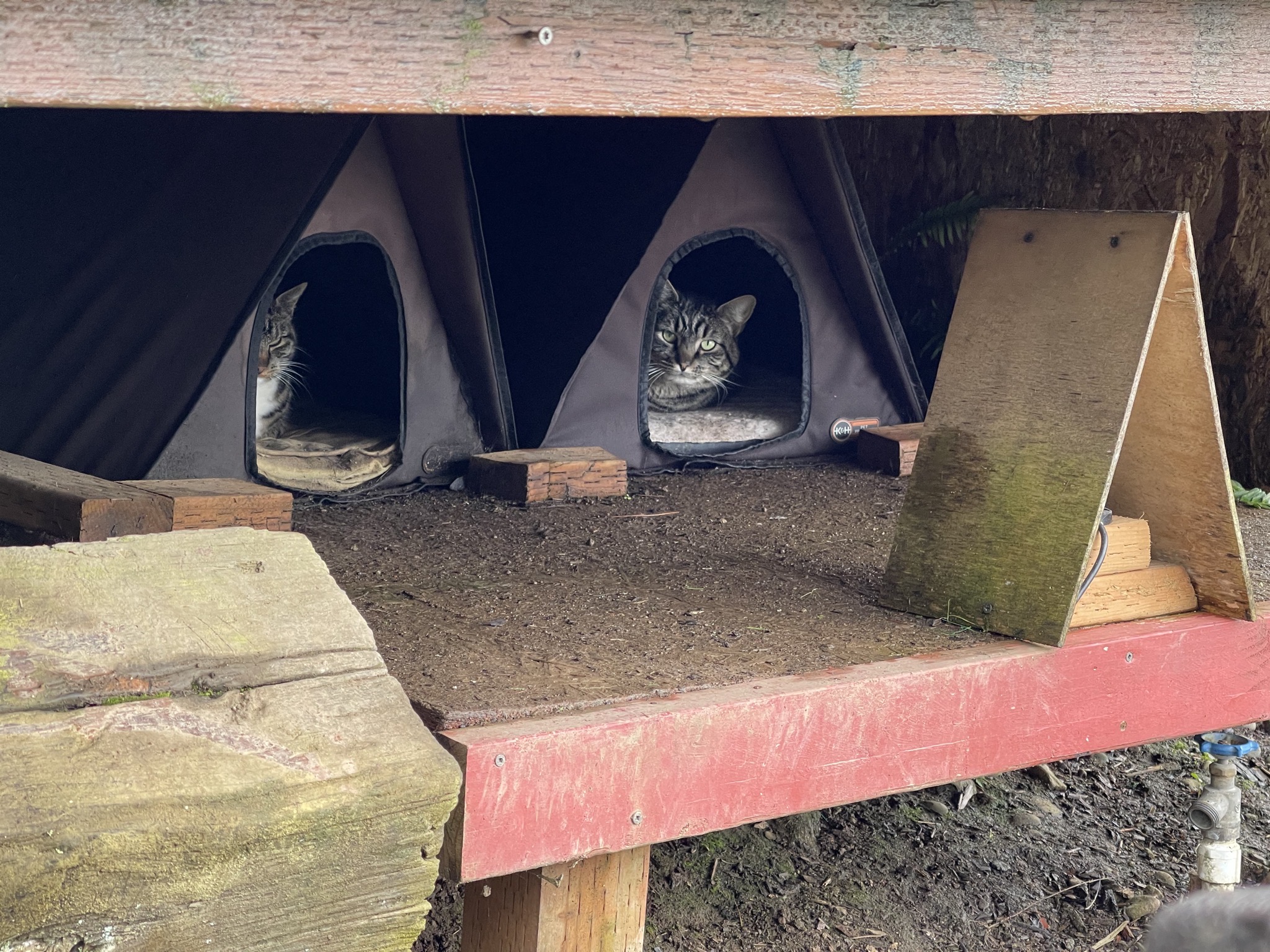 Cabin cats