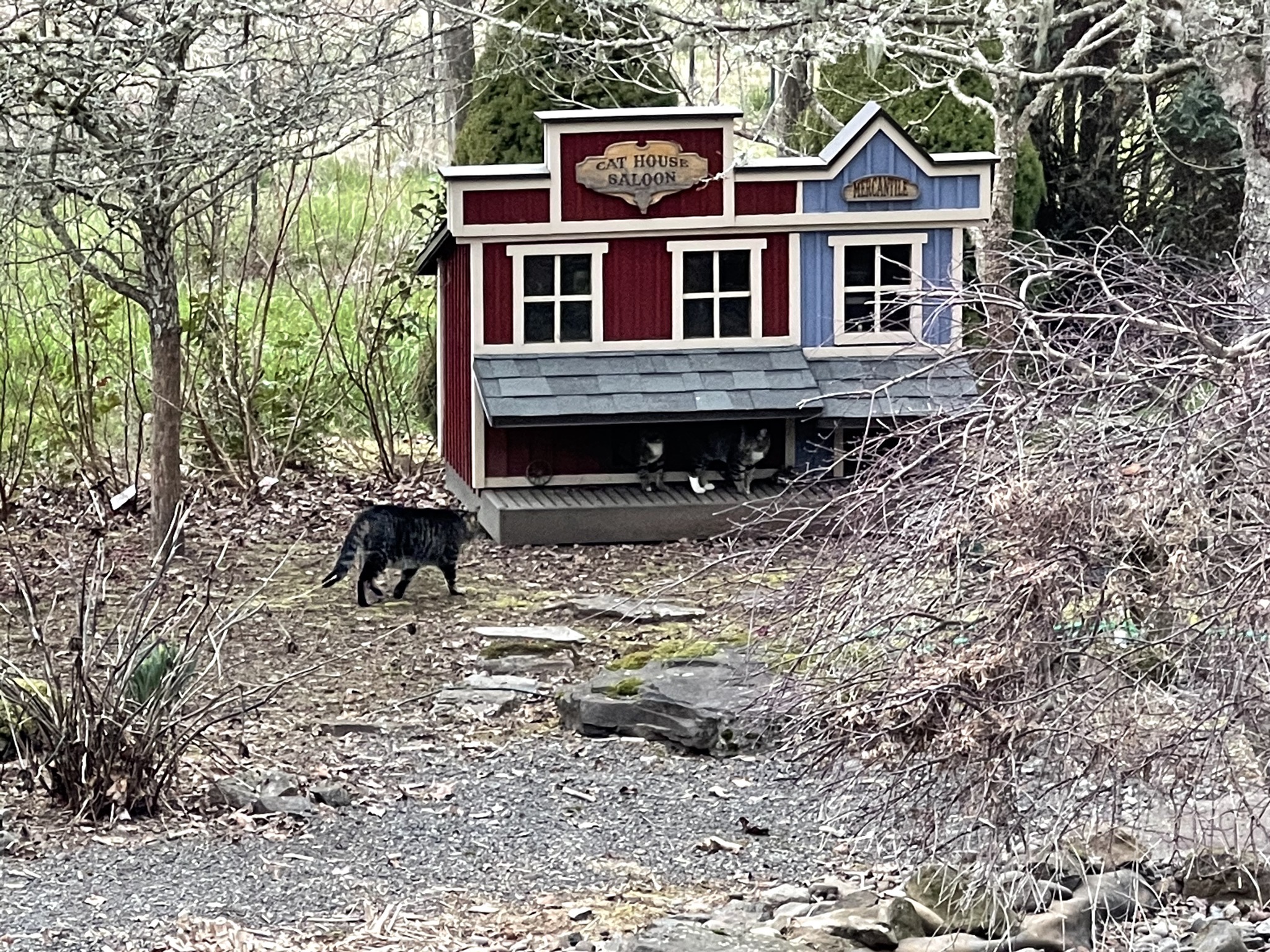 Three cats by their house