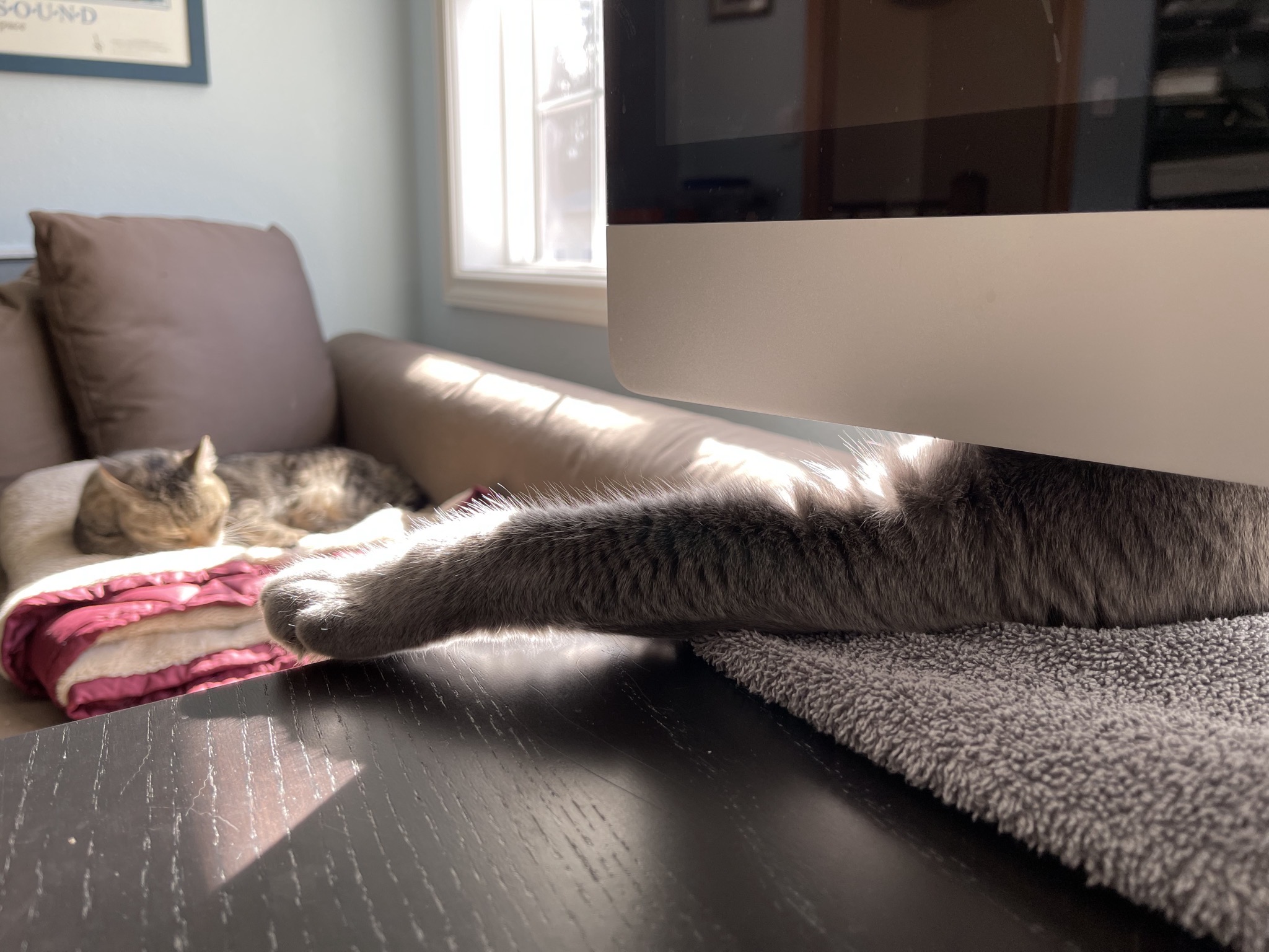 Pippin and Paladin's paw