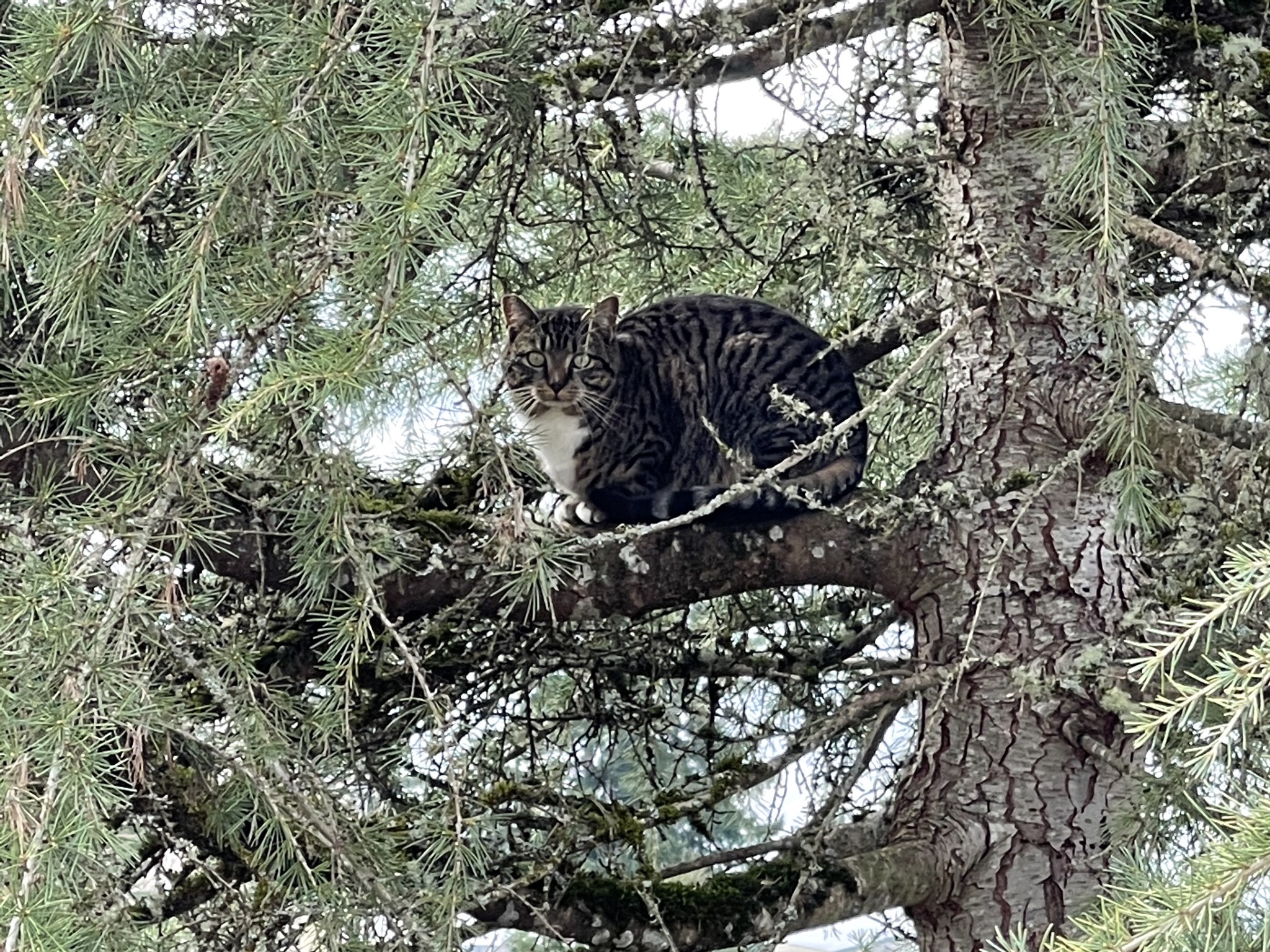 Porcini in a tree