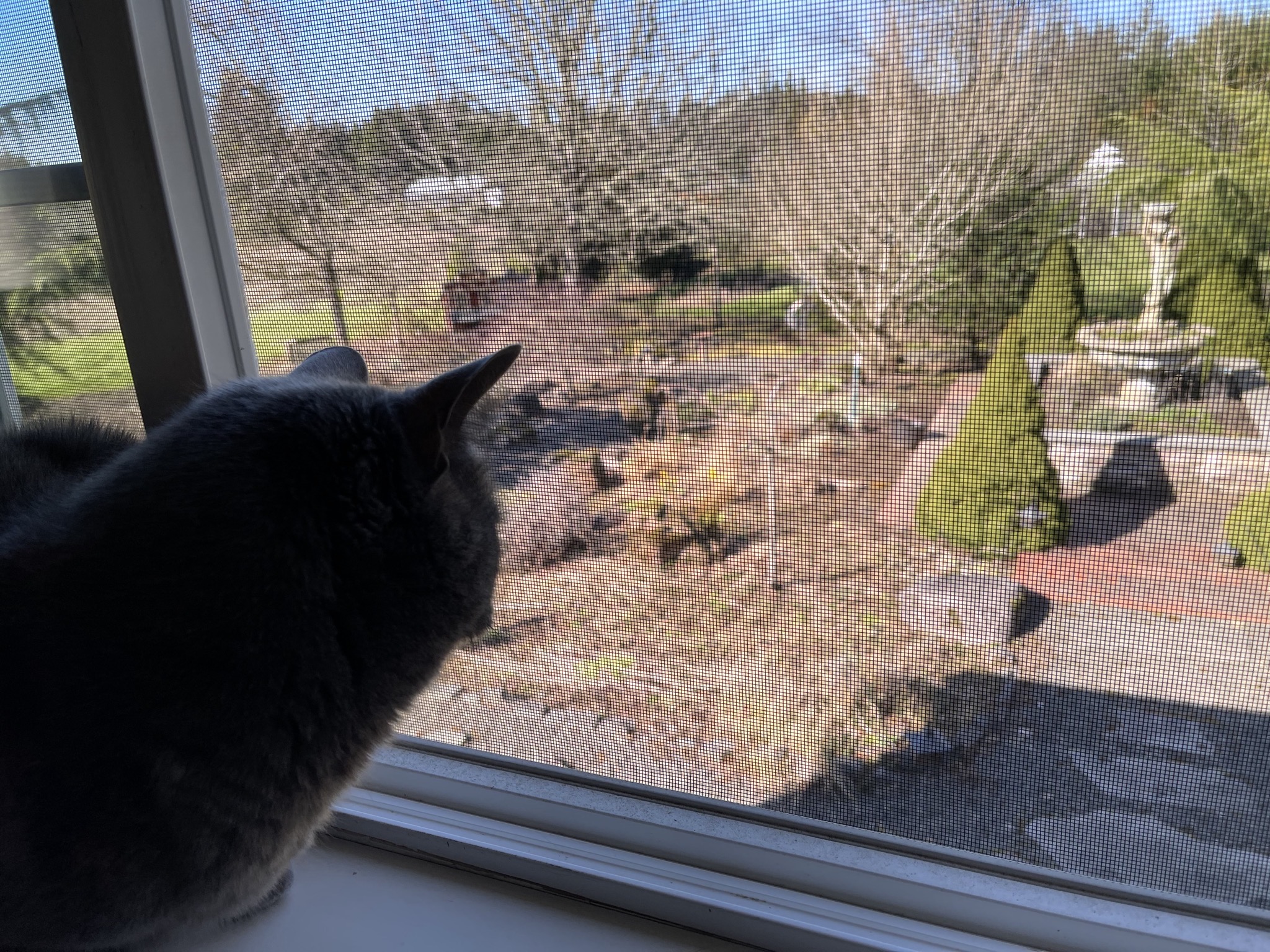 Paladin looking out the window