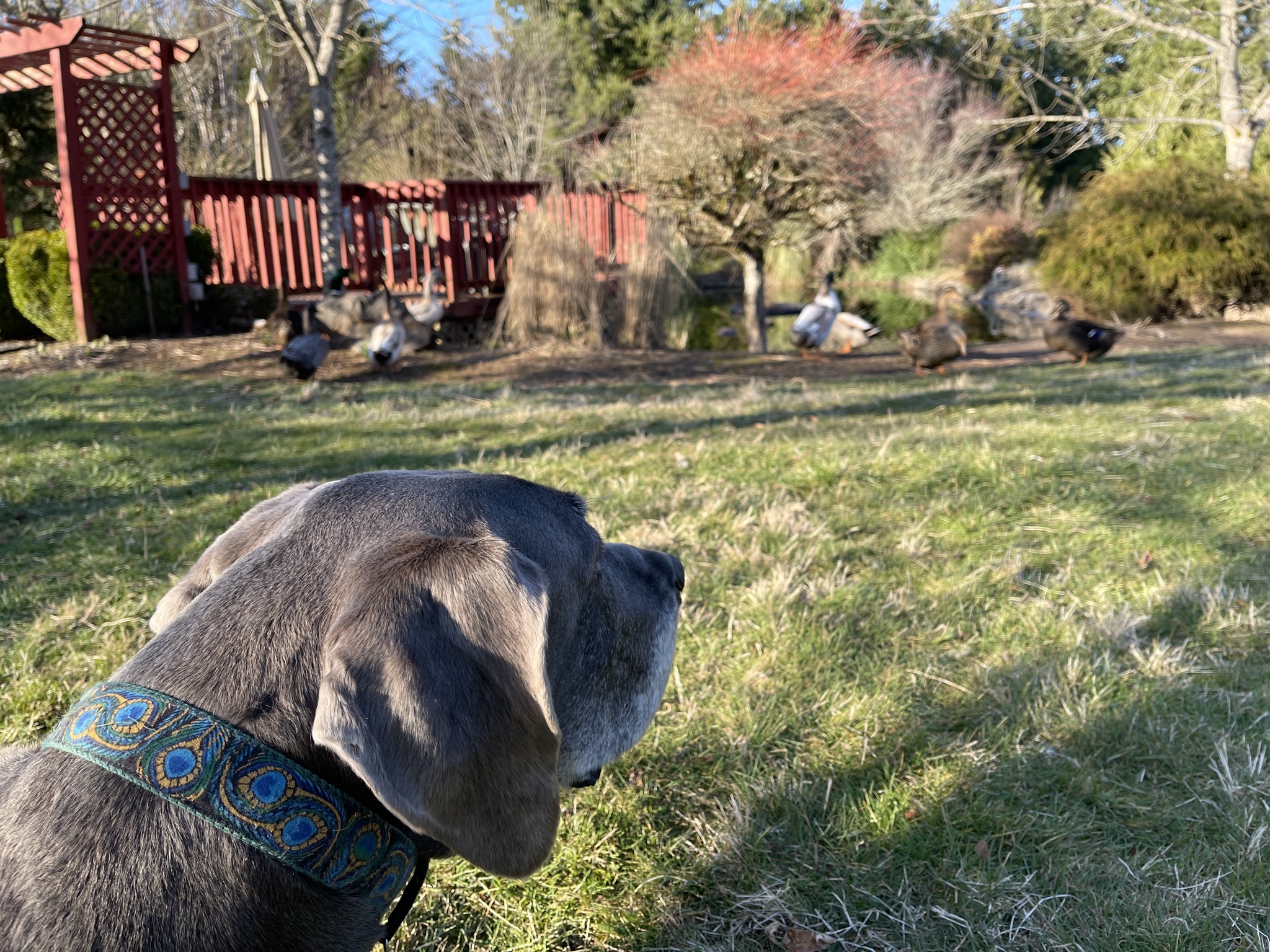Ducks and dog