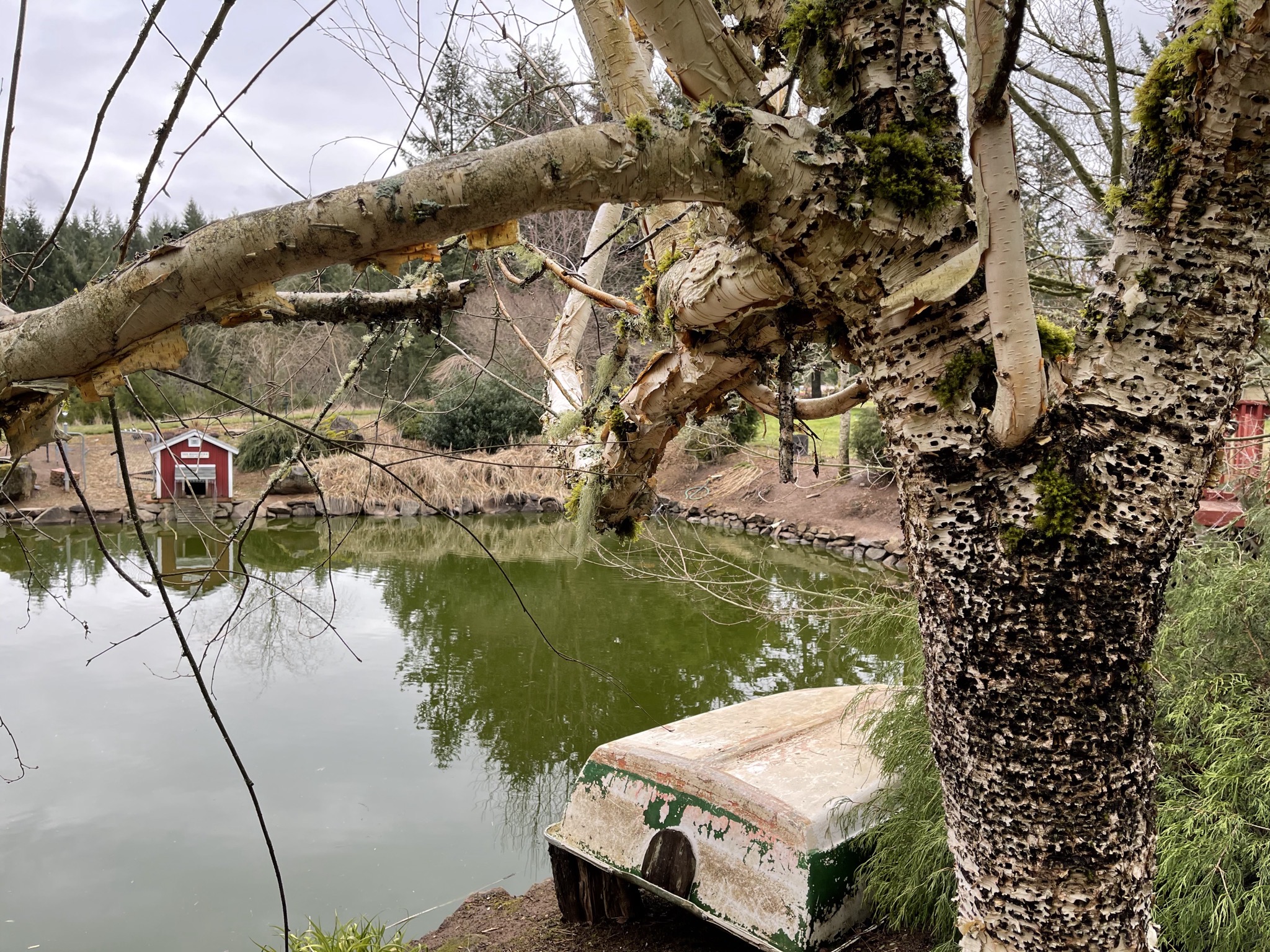 Tree by the pond