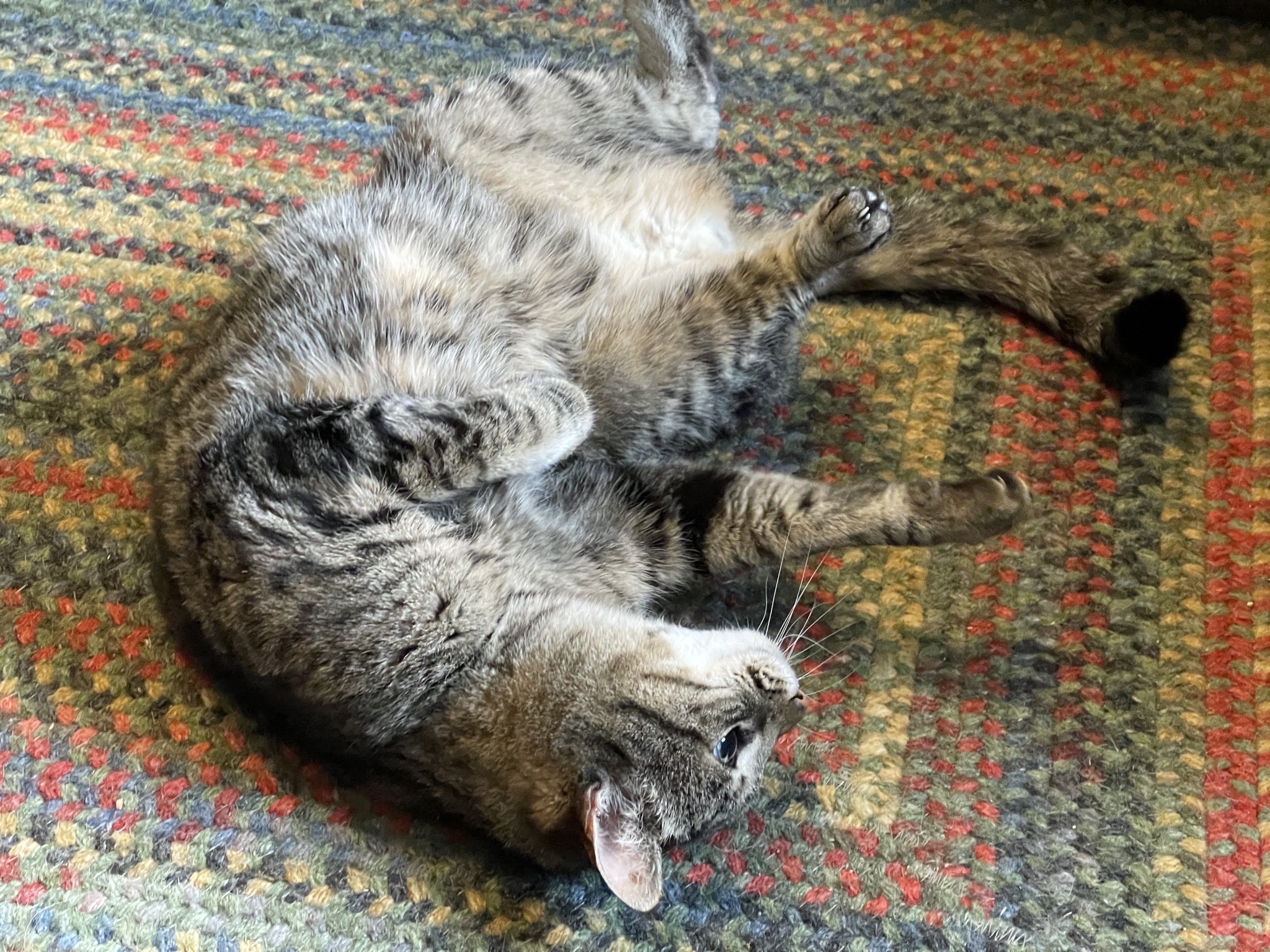 Pippin