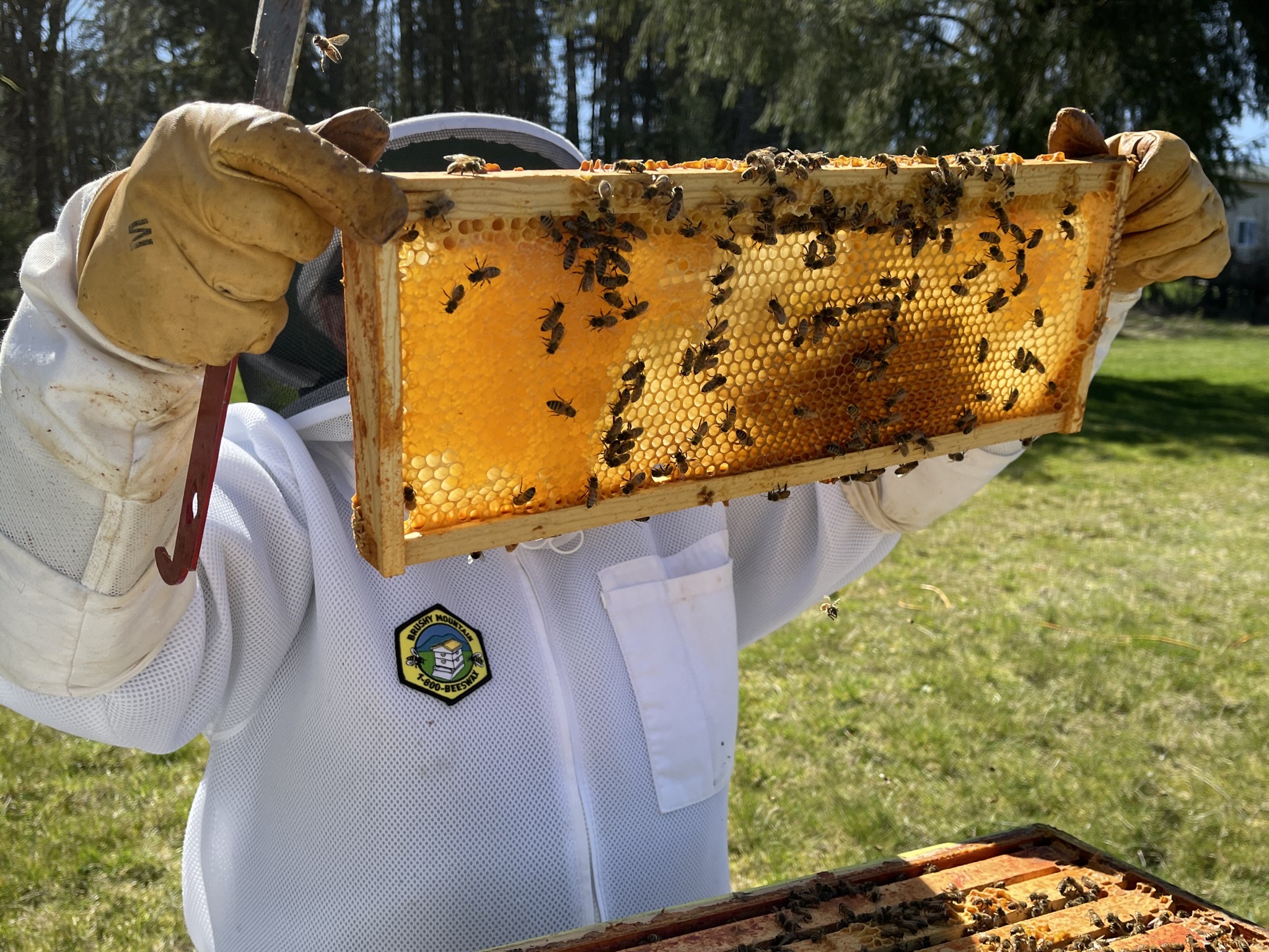 Beehive frame