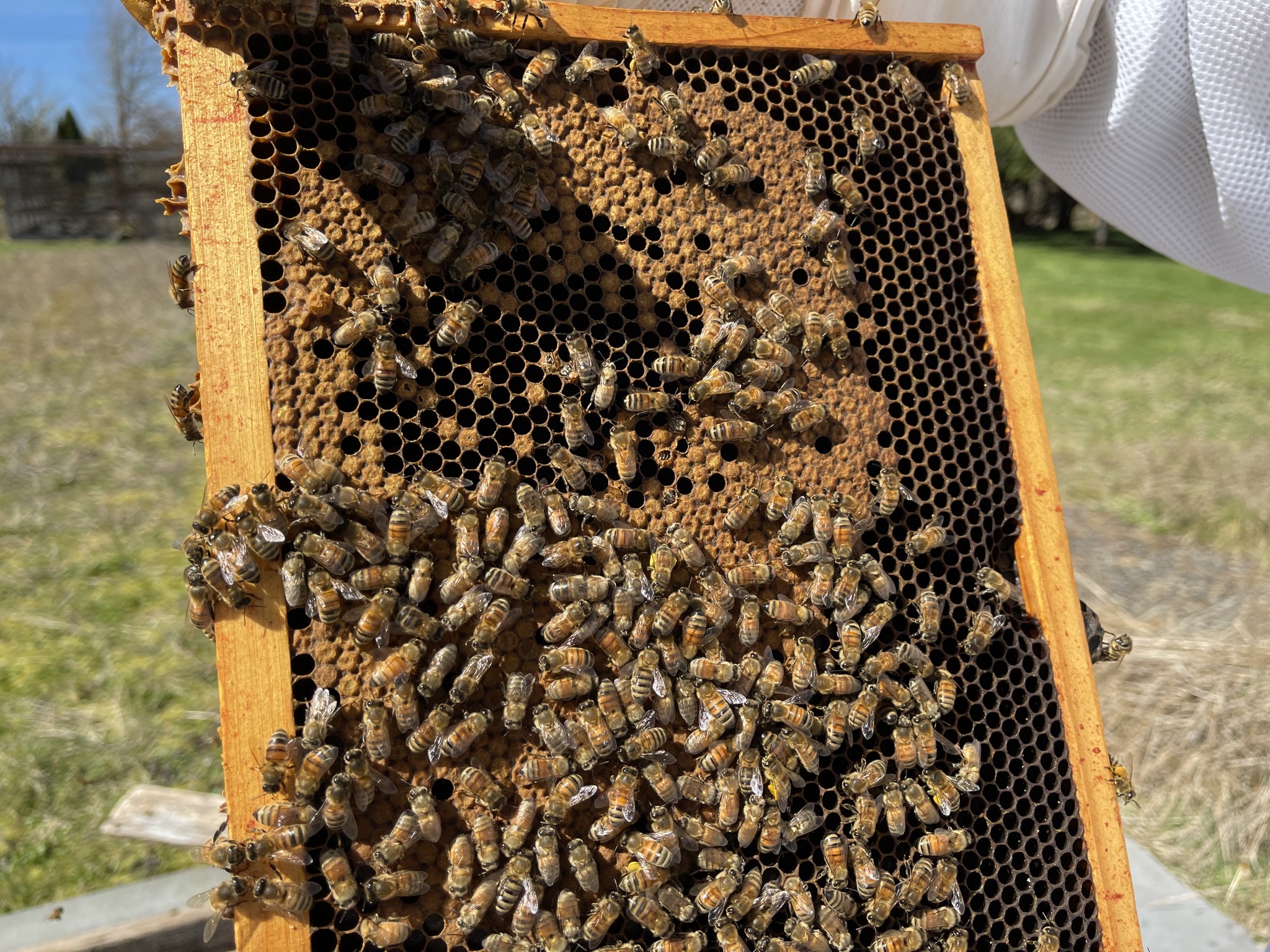 Beehive frame