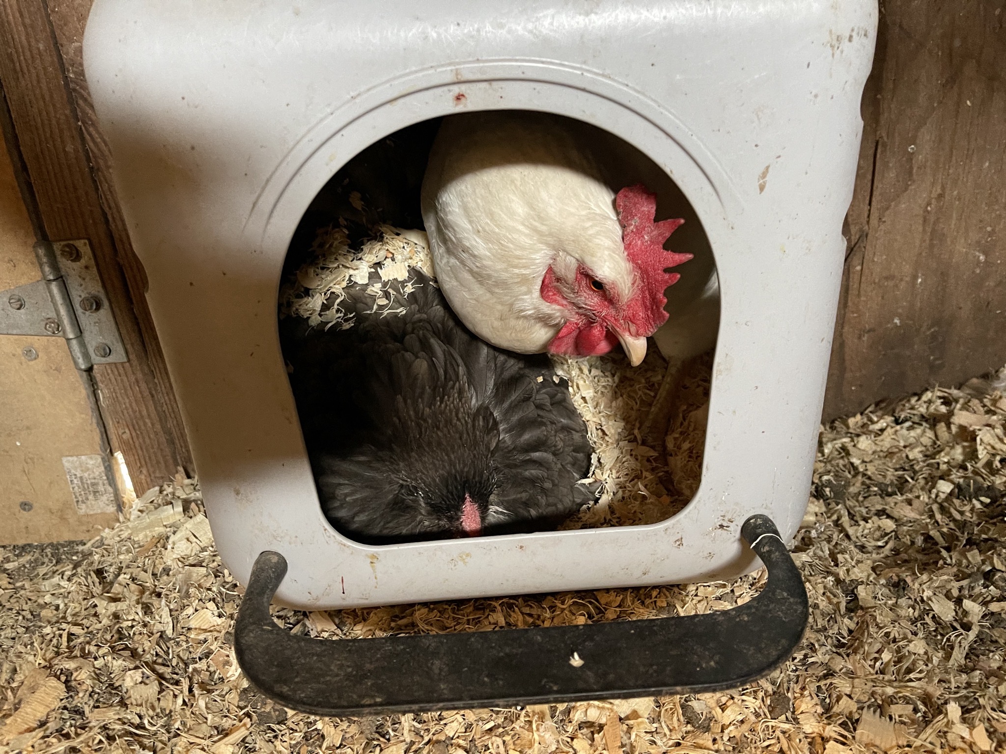 Chickens
