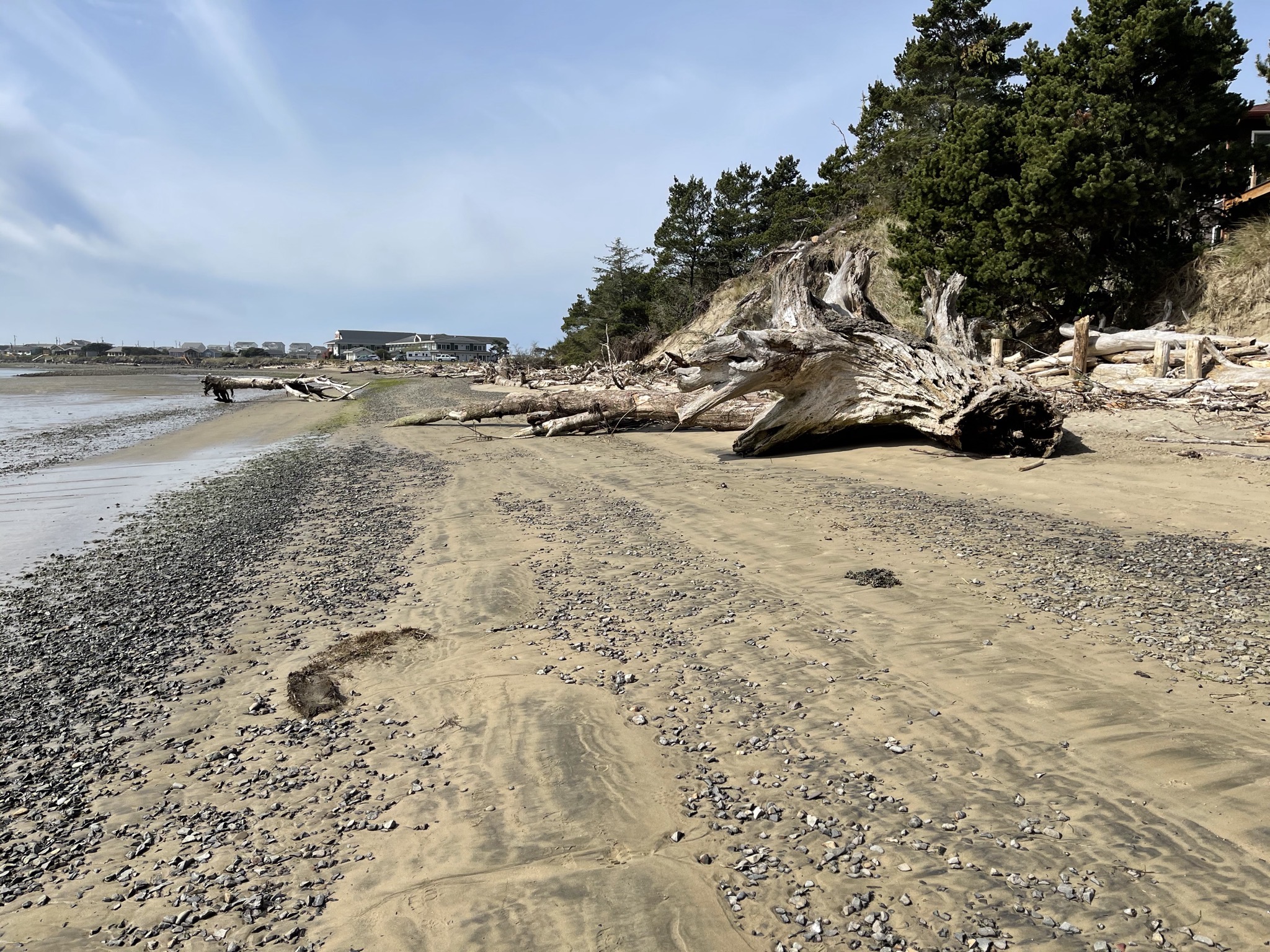 Beach with driftwood